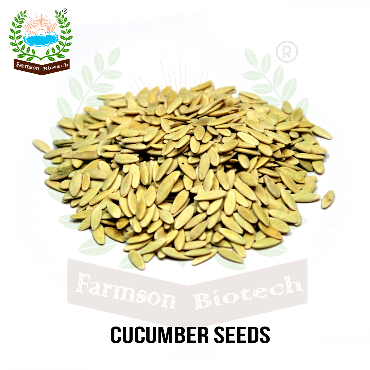 Cucumber Seeds Fb-zanki F1 Hybrid - Cultivation Type: Common
