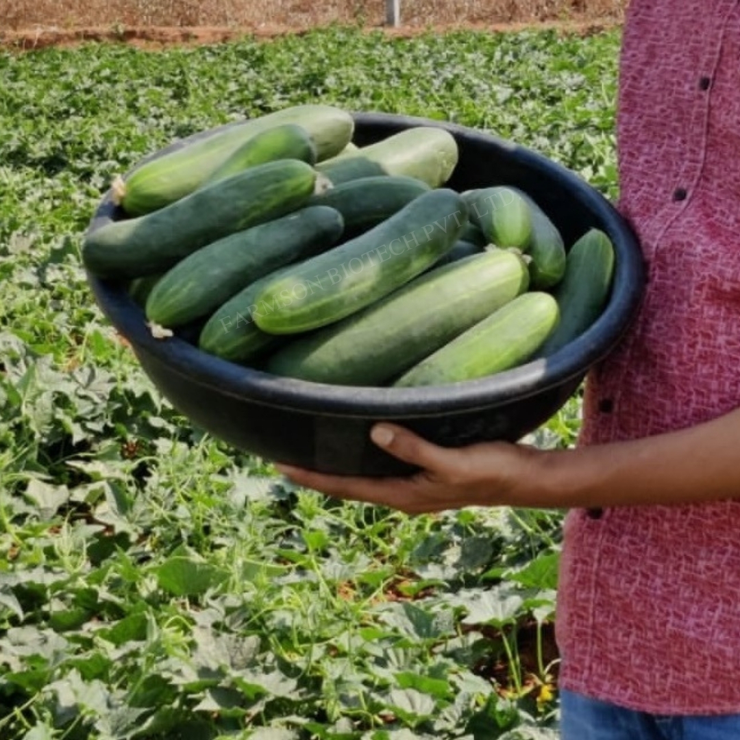 Cucumber Seeds -Zanki F1 Hybrid - Cultivation Type: Common