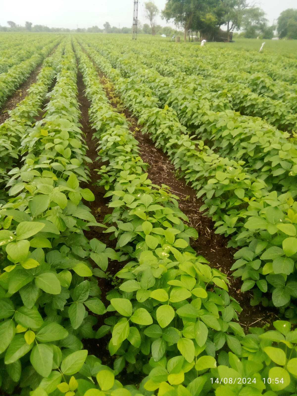Fule Sangemarmar Fule 155 Soyabean Seeds - 150-160 Days Maturity, 43% Protein, Creamy White Color, 10-12 Kg/acre Seed Rate, 21% Oil Content, 5 Kg Pack, Grade A Quality, 98% Purity