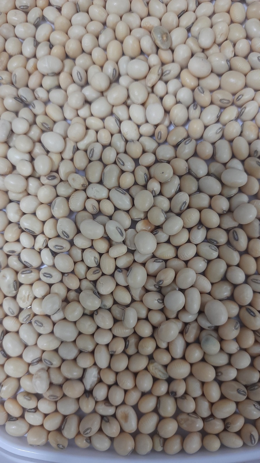 Fule Sangemarmar Fule 155 Soyabean Seeds - 150-160 Days Maturity, 43% Protein, Creamy White Color, 10-12 Kg/acre Seed Rate, 21% Oil Content, 5 Kg Pack, Grade A Quality, 98% Purity