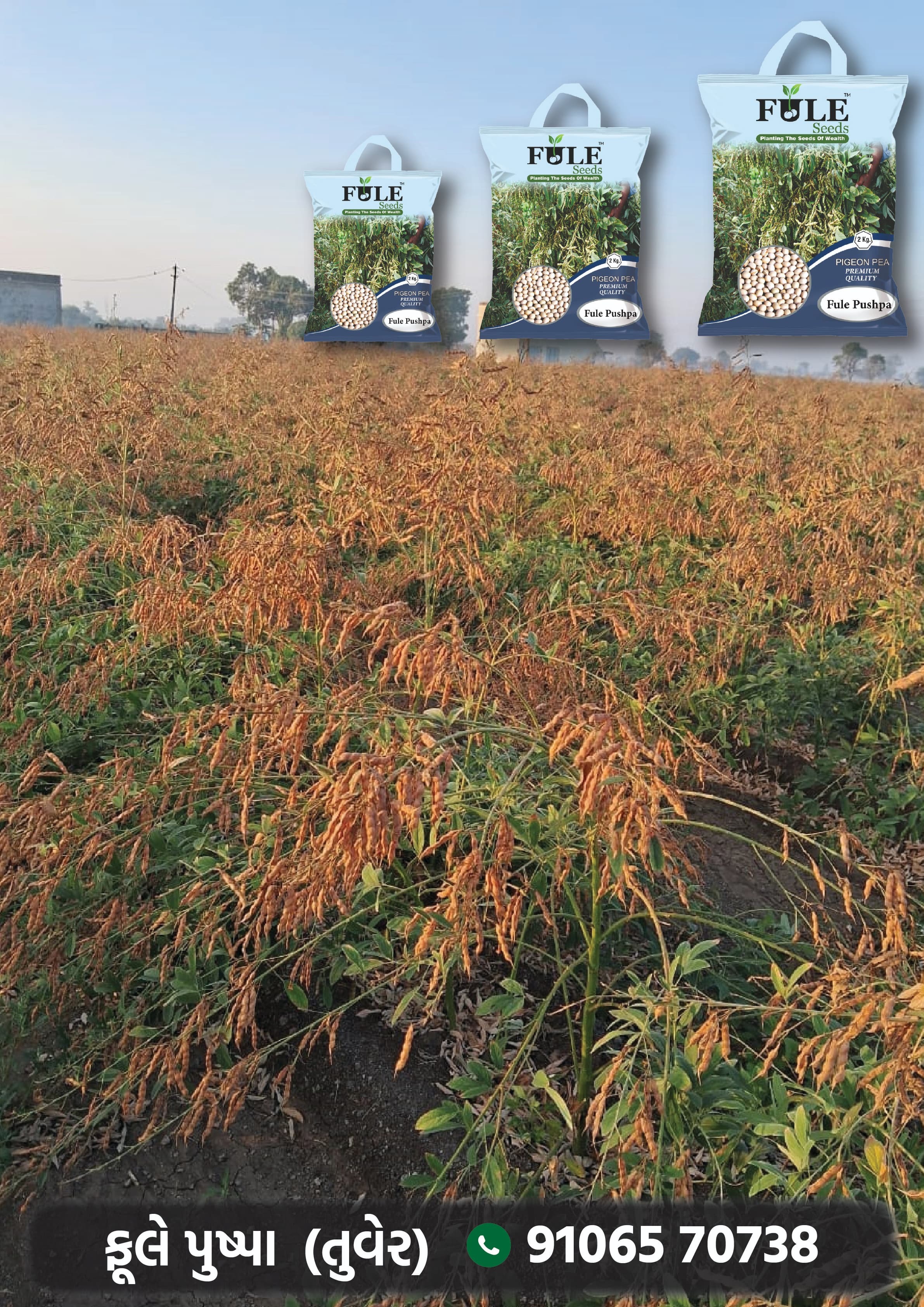 Fule Pushpa Pigeon Pea Seeds - Admixture (%): 2%