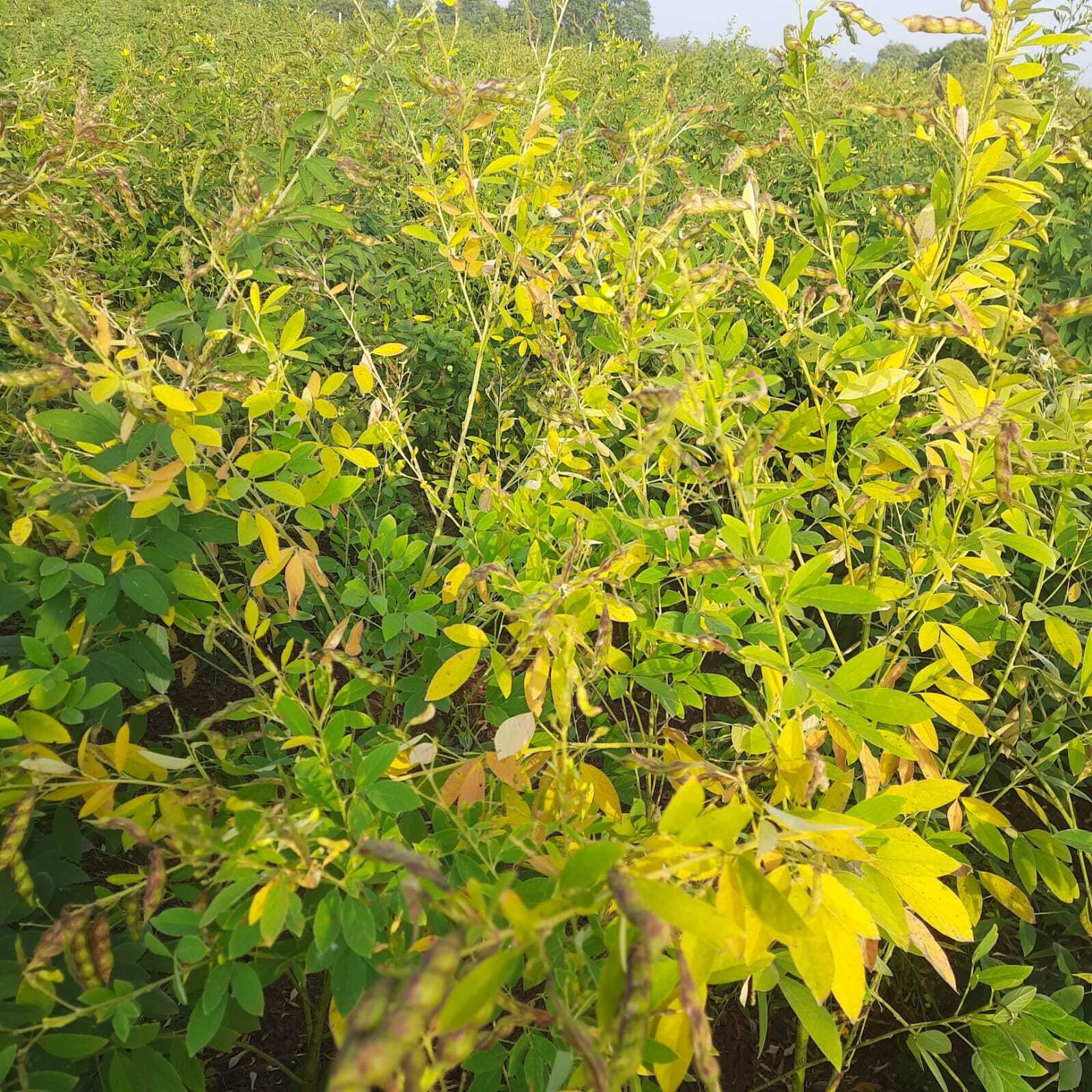 Fule Pushpa Pigeon Pea Seeds - Admixture (%): 2%