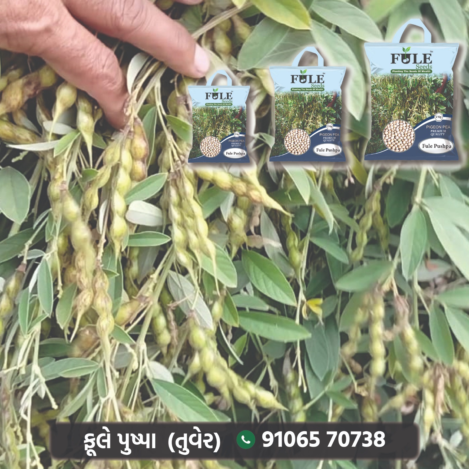 Fule Pushpa Pigeon Pea Seeds - Admixture (%): 2%