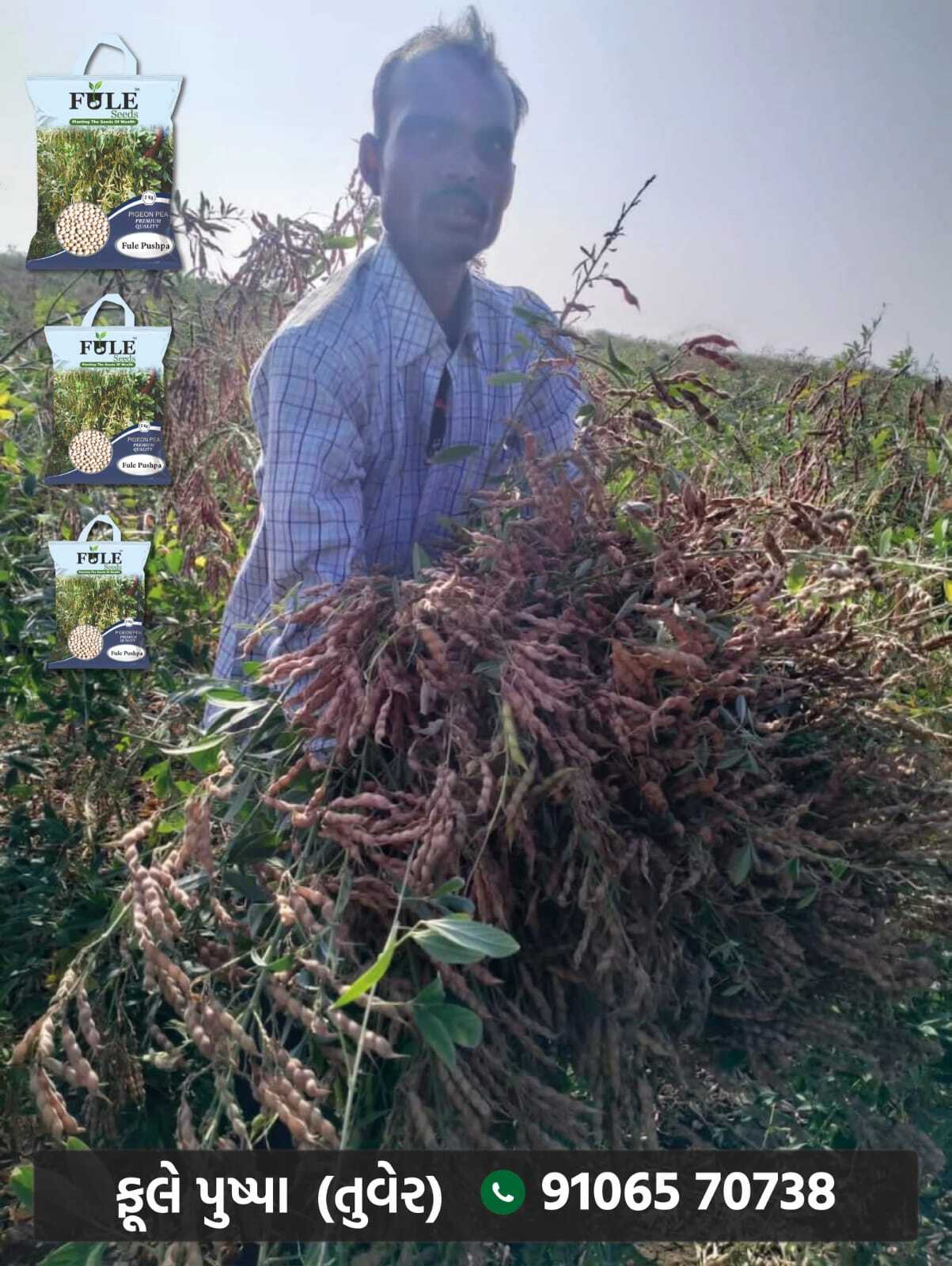 Fule Pushpa Pigeon Pea Seeds - Admixture (%): 2%