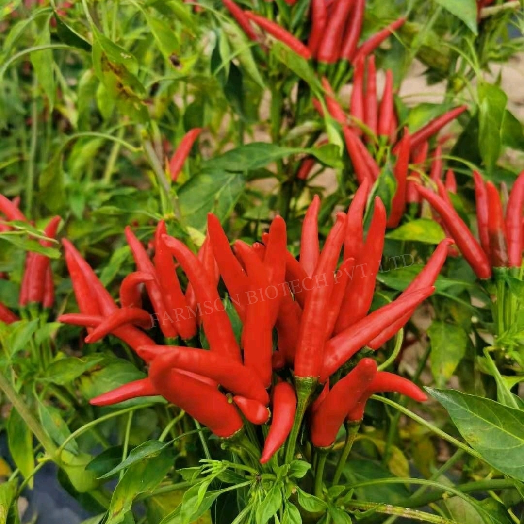 Fb-shikhar F1 Hybrid Chilli Seeds - Cultivation Type: Common