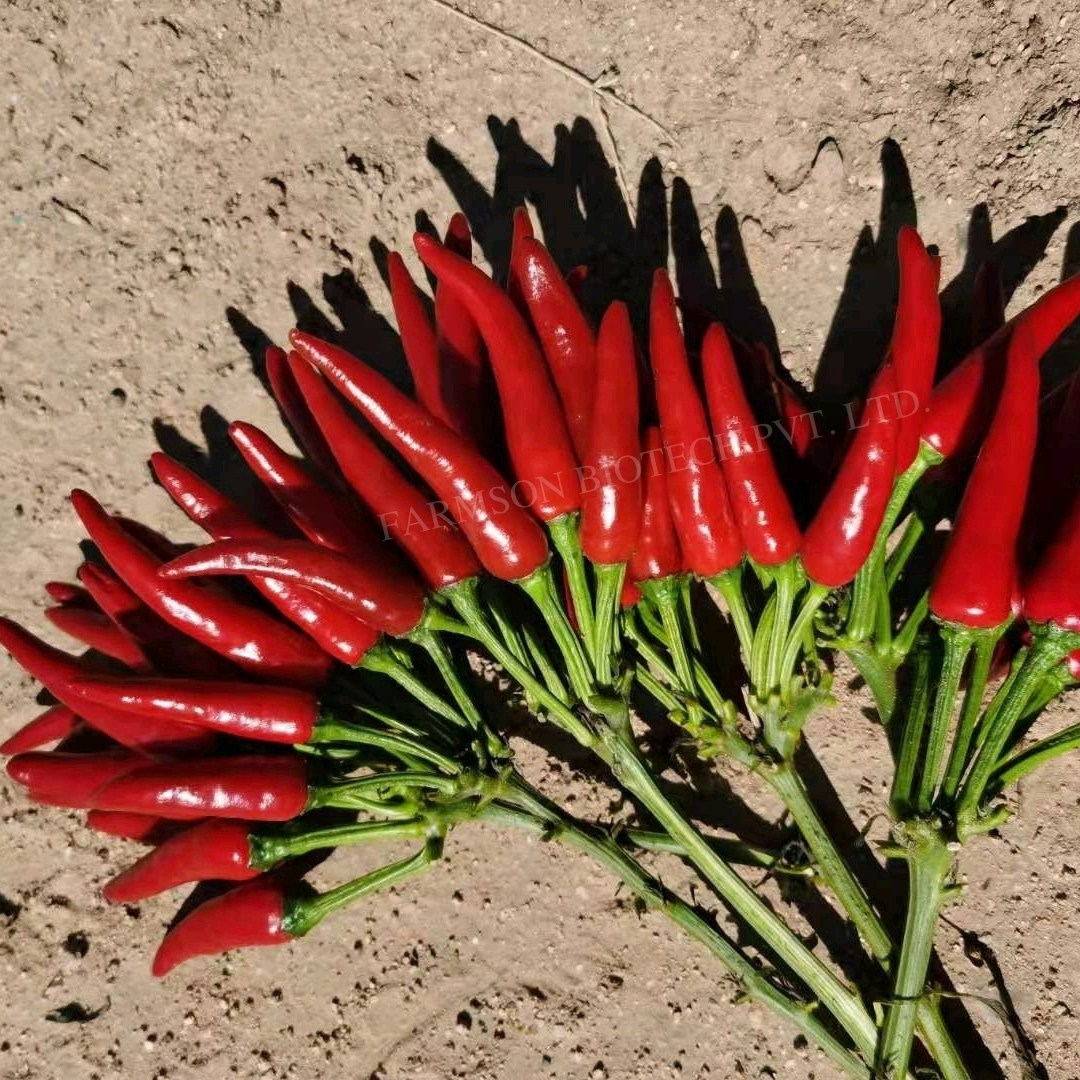Fb-shikhar F1 Hybrid Chilli Seeds - Cultivation Type: Common