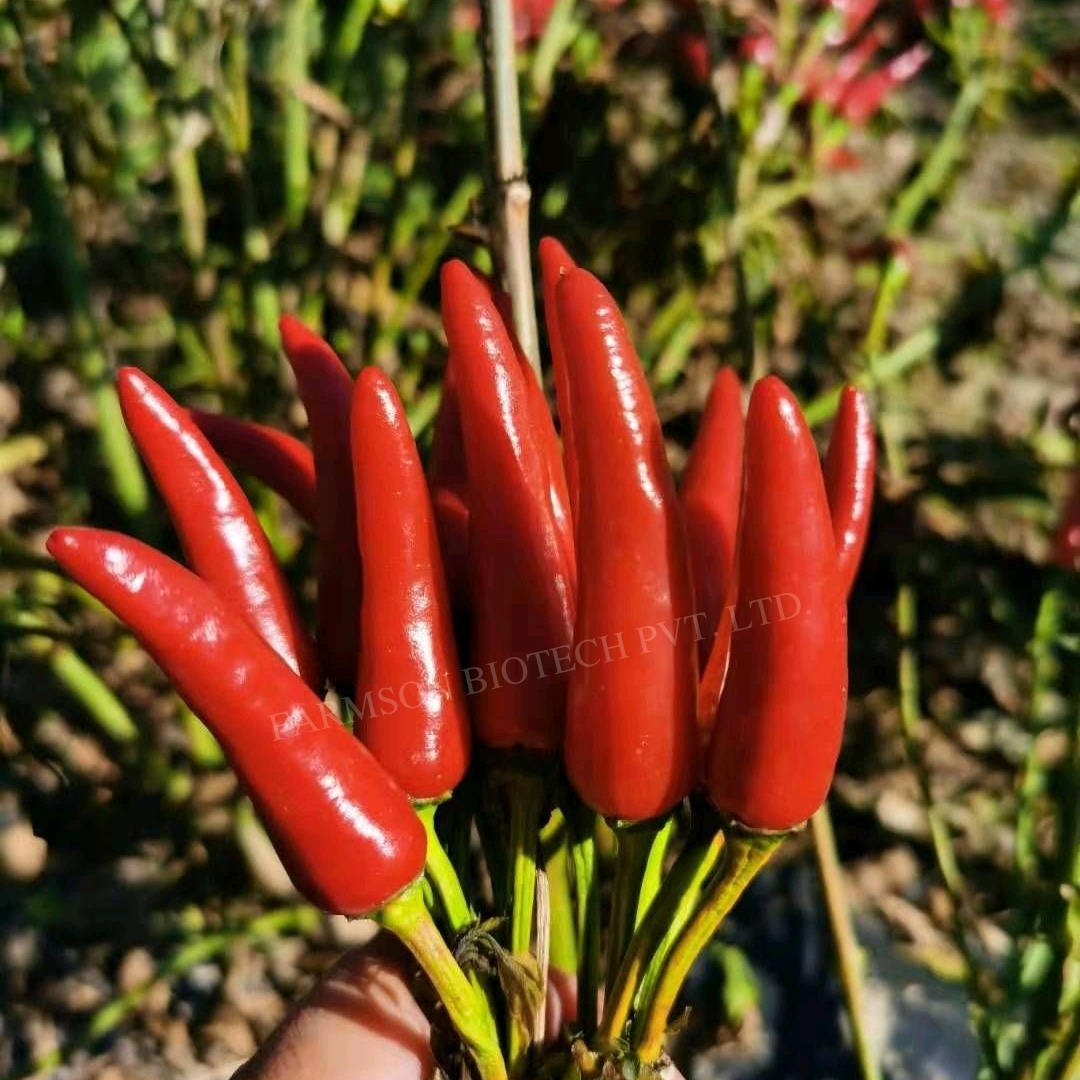 Fb-shikhar F1 Hybrid Chilli Seeds - Cultivation Type: Common