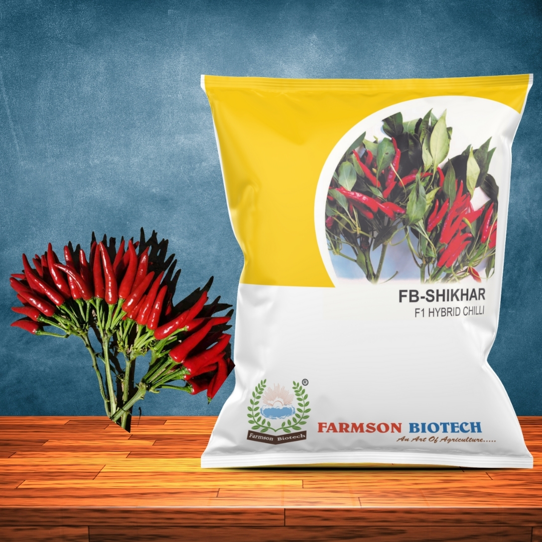 Fb-shikhar F1 Hybrid Chilli Seeds - Cultivation Type: Common