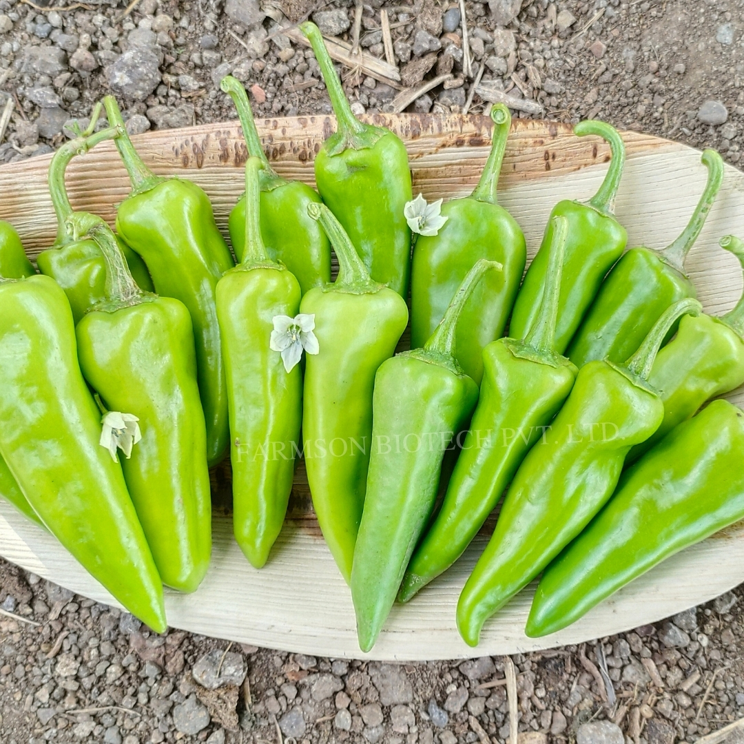 Chilli Seeds Fb-kavya F1 Hybrid - Cultivation Type: Common