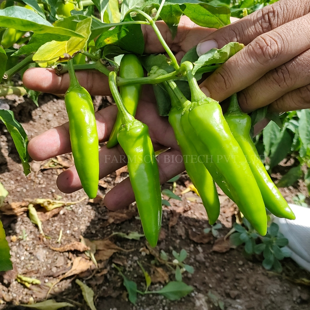 Chilli Seeds Fb-kavya F1 Hybrid - Cultivation Type: Common