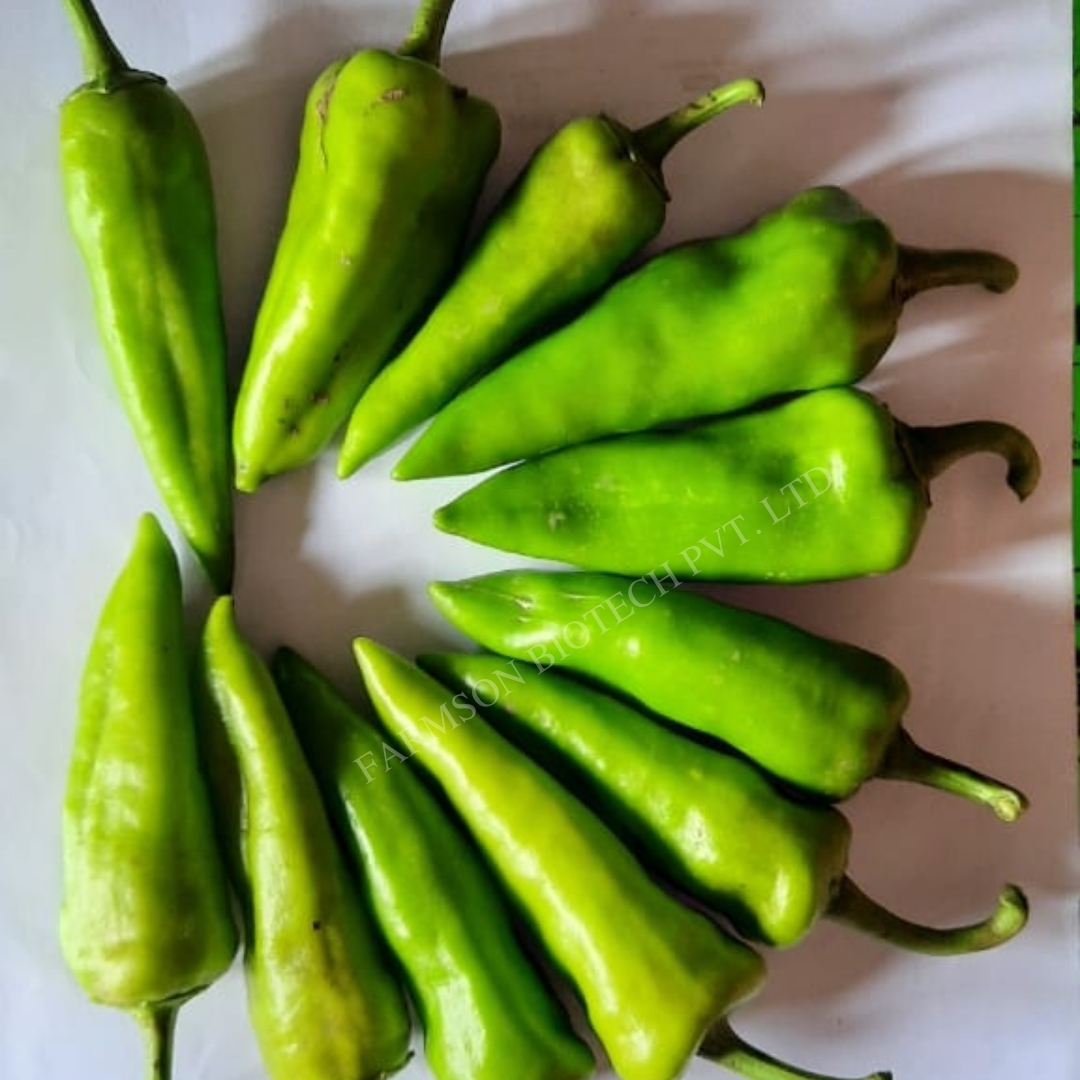 Chilli Seeds Fb-kavya F1 Hybrid - Cultivation Type: Common