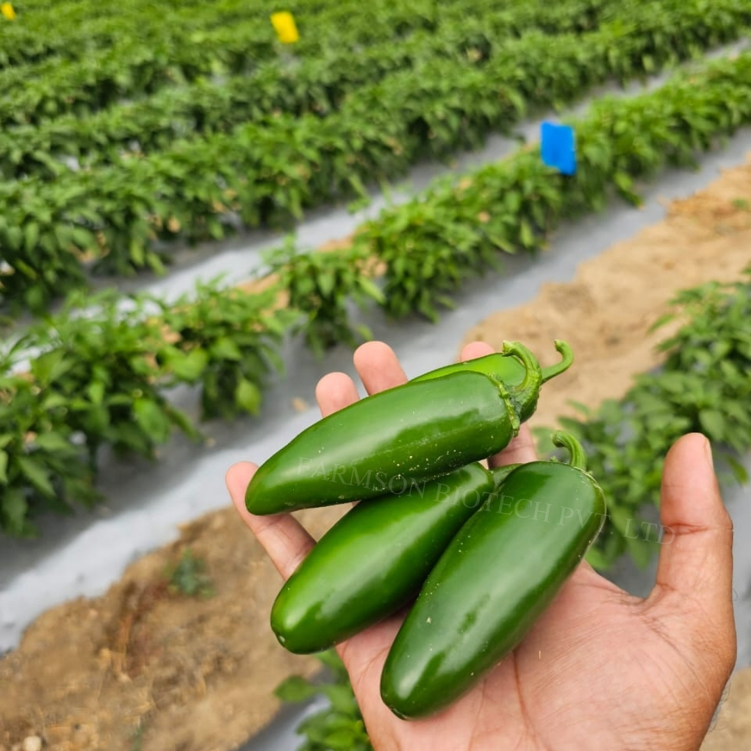 Chilli Seeds Fb-jalapeno F1 Hybrid - Dark Green Thick Skin, Cylindrical Shape 5-7cm Length | 95%-99% Purity, 9 Months Shelf Life, High Yield