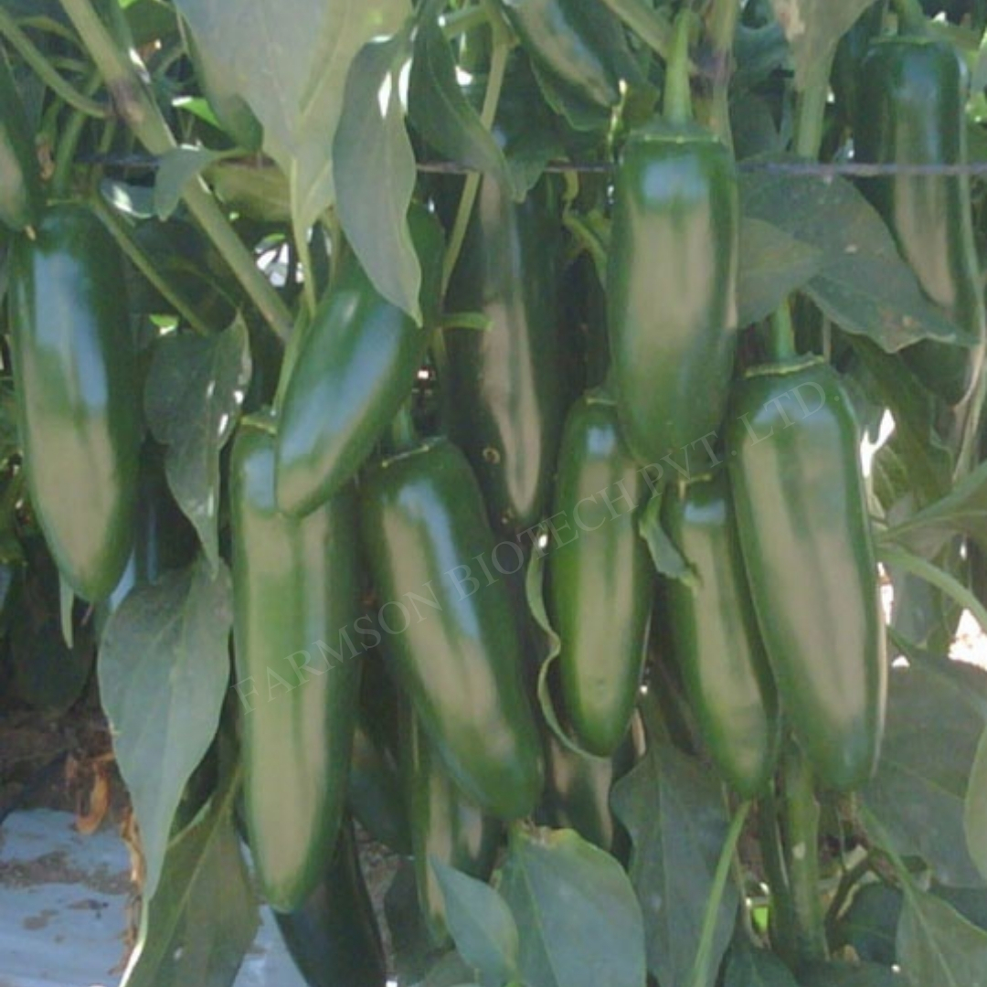 Chilli Seeds Fb-jalapeno F1 Hybrid - Dark Green Thick Skin, Cylindrical Shape 5-7cm Length | 95%-99% Purity, 9 Months Shelf Life, High Yield