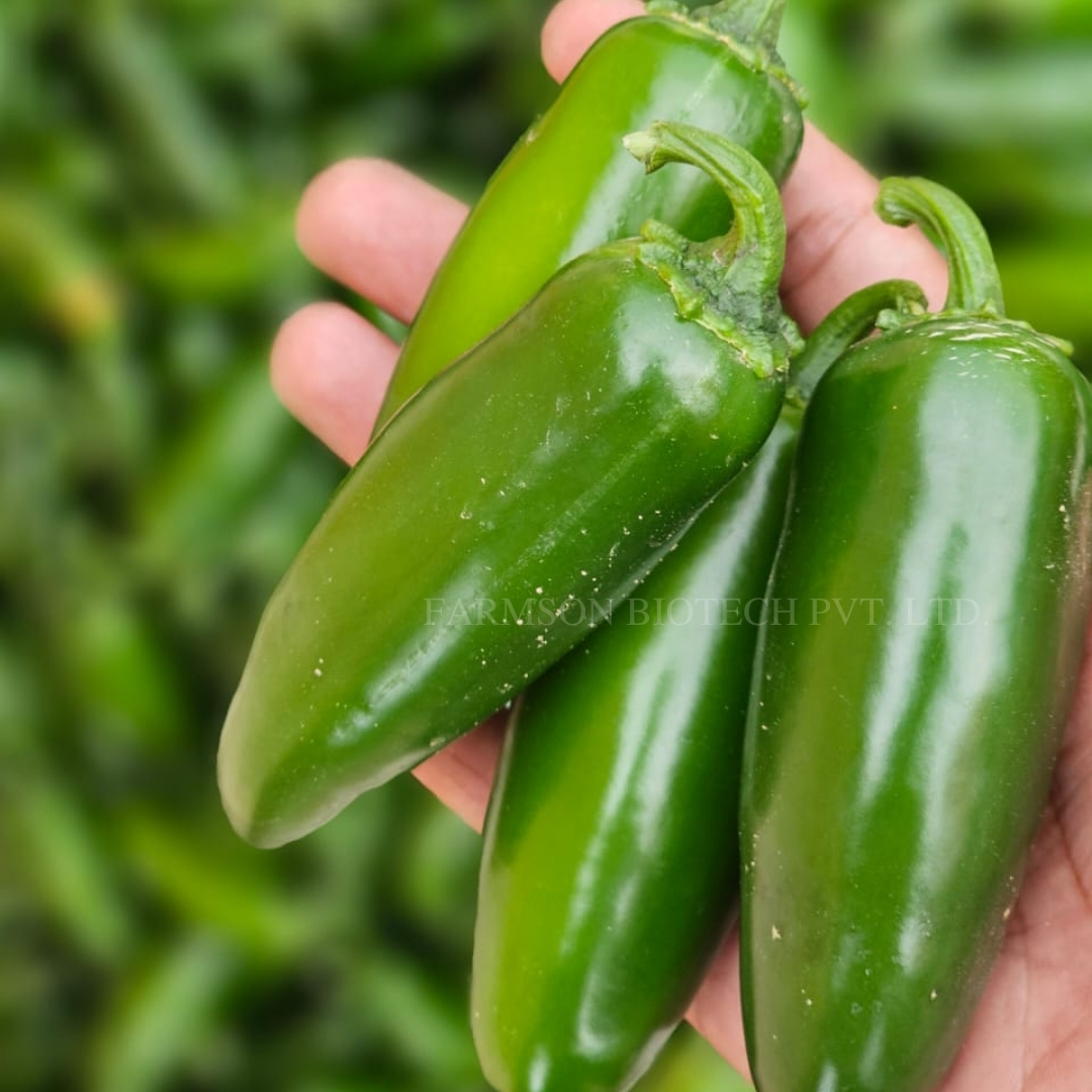 Chilli Seeds Fb-jalapeno F1 Hybrid - Dark Green Thick Skin, Cylindrical Shape 5-7cm Length | 95%-99% Purity, 9 Months Shelf Life, High Yield