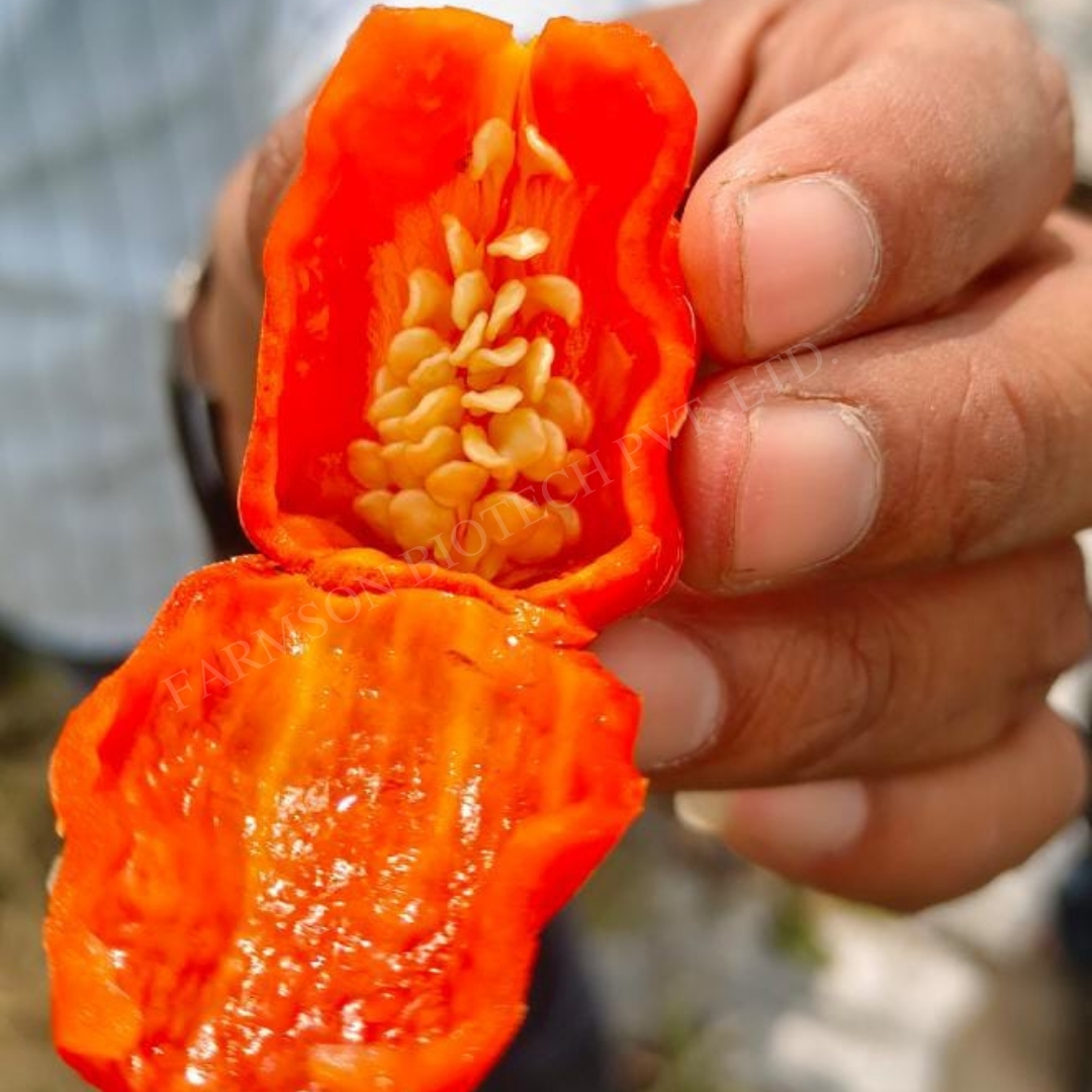 Chilli Seeds (Very Hot) -2121 Red Habanero - 200000-425000 Shu, 4-5 Cm Fruit Length, Green To Turn Red, High Pungent, 99% Purity