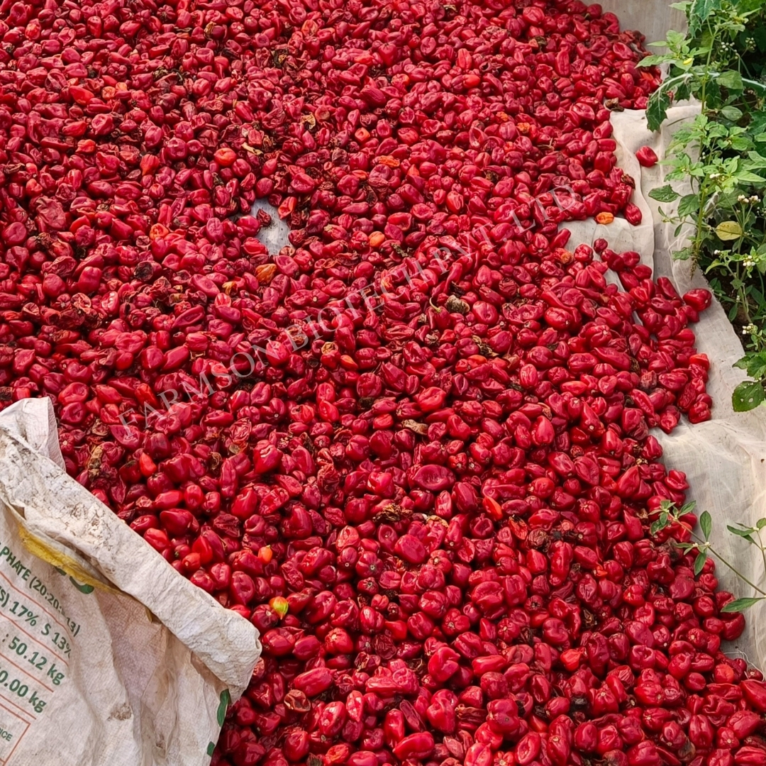 Chilli Seeds (Very Hot) -2121 Red Habanero - 200000-425000 Shu, 4-5 Cm Fruit Length, Green To Turn Red, High Pungent, 99% Purity