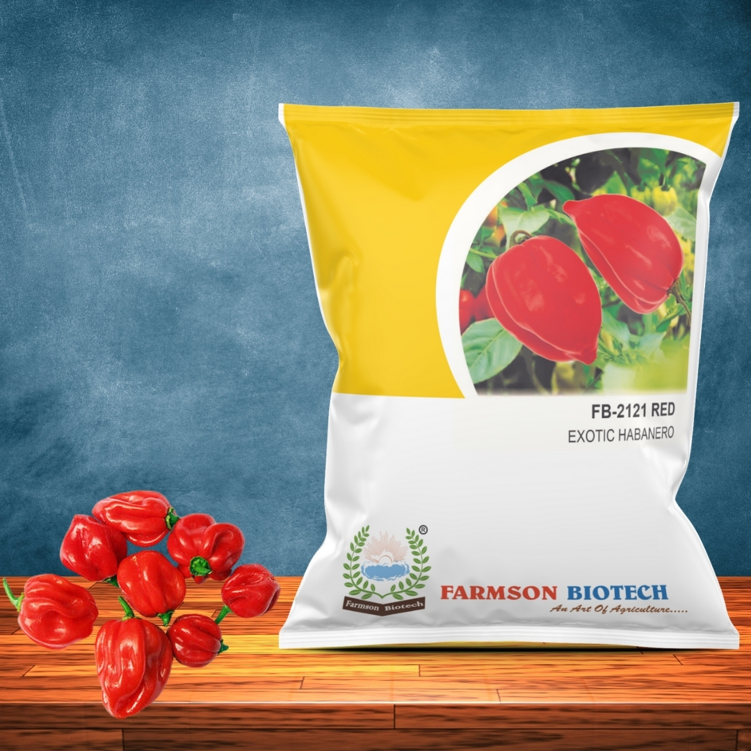 Chilli Seeds (Very Hot) -2121 Red Habanero - 200000-425000 Shu, 4-5 Cm Fruit Length, Green To Turn Red, High Pungent, 99% Purity