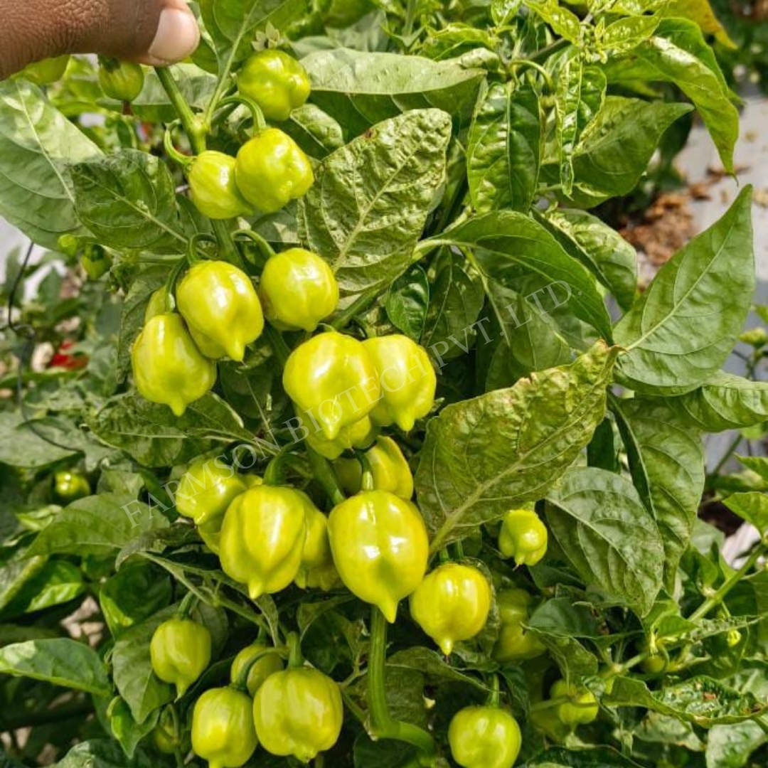Chilli Seeds (Very Hot) -2121 Red Habanero - 200000-425000 Shu, 4-5 Cm Fruit Length, Green To Turn Red, High Pungent, 99% Purity