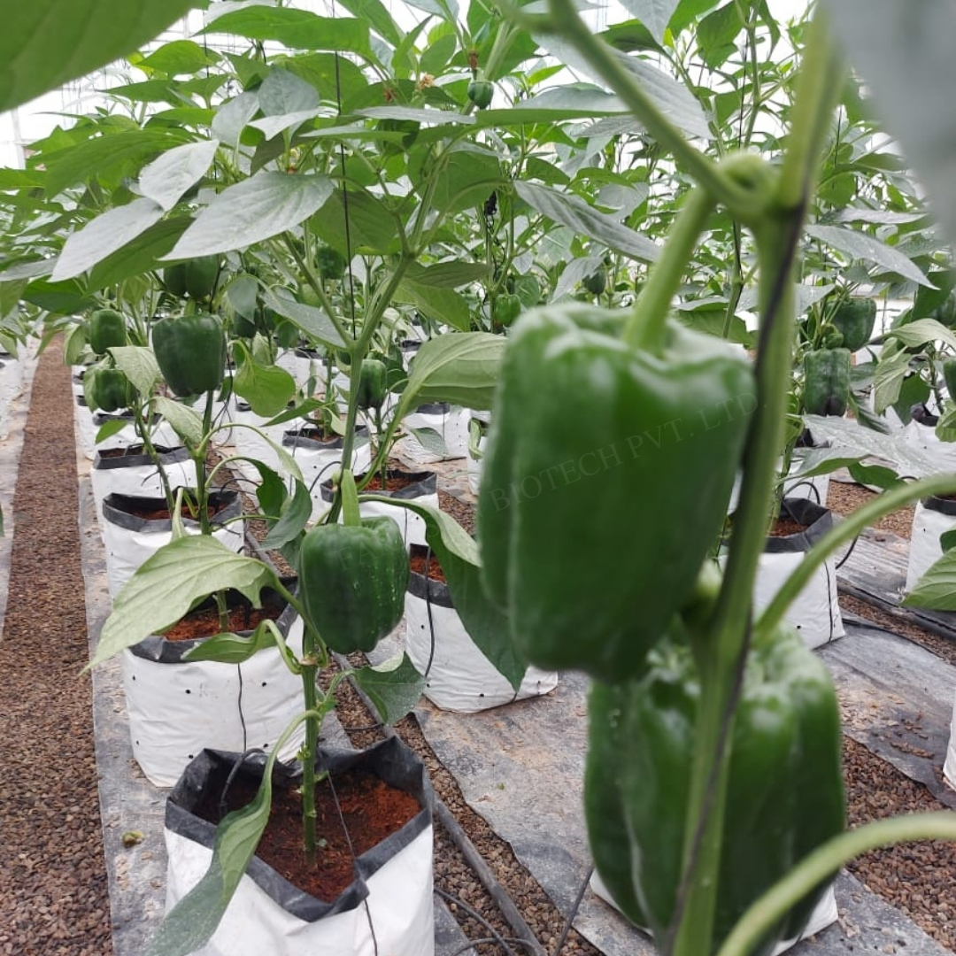 Chilli Seeds -Green Bell 2011 F1 Hybrid - Color: Dark Green