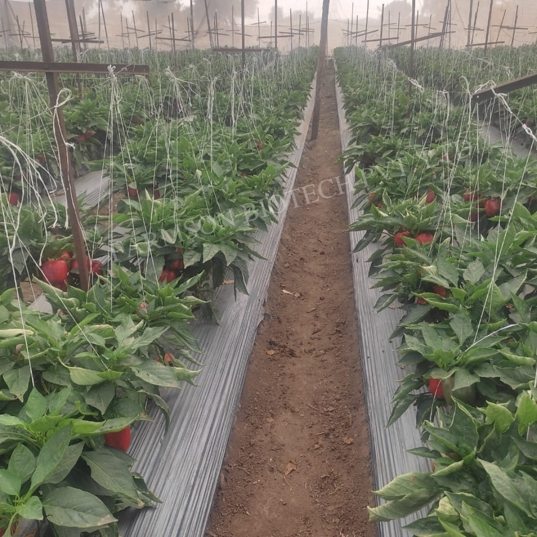 Chilli Seeds Fb-red Bell 2022 F1 Hybrid - Cultivation Type: Common