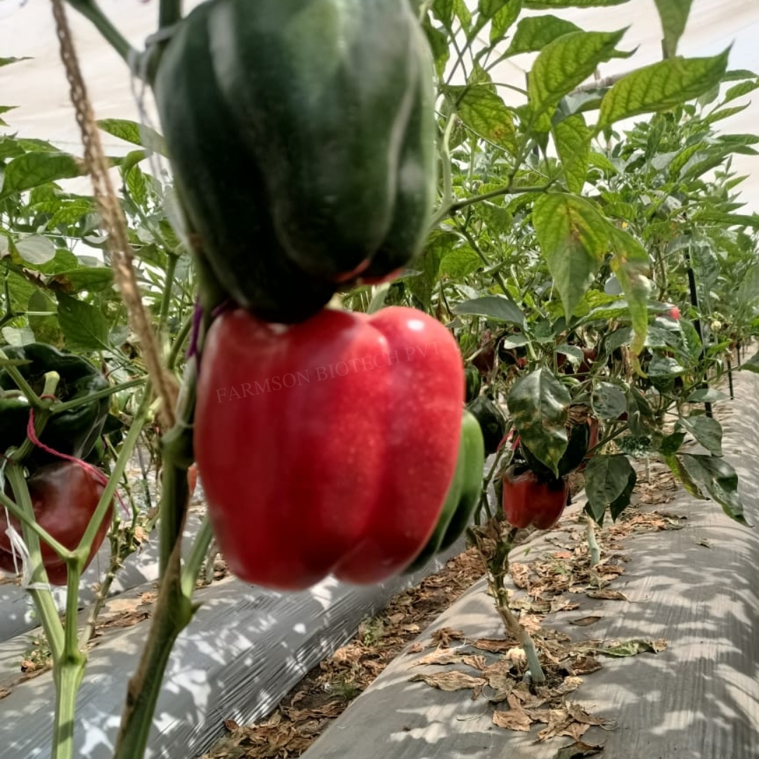 Chilli Seeds Fb-red Bell 2022 F1 Hybrid - Cultivation Type: Common