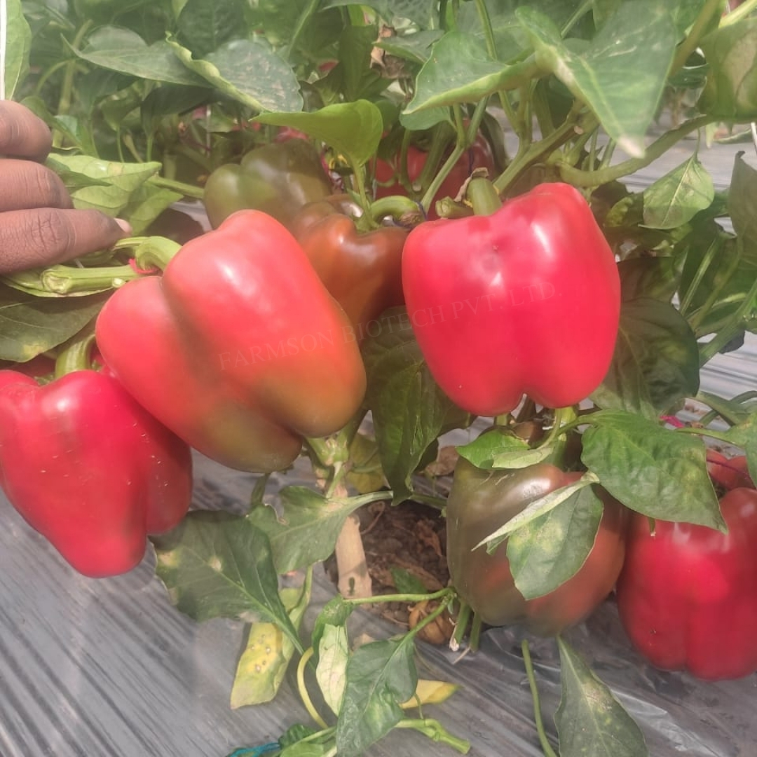 Chilli Seeds Fb-red Bell 2022 F1 Hybrid - Cultivation Type: Common