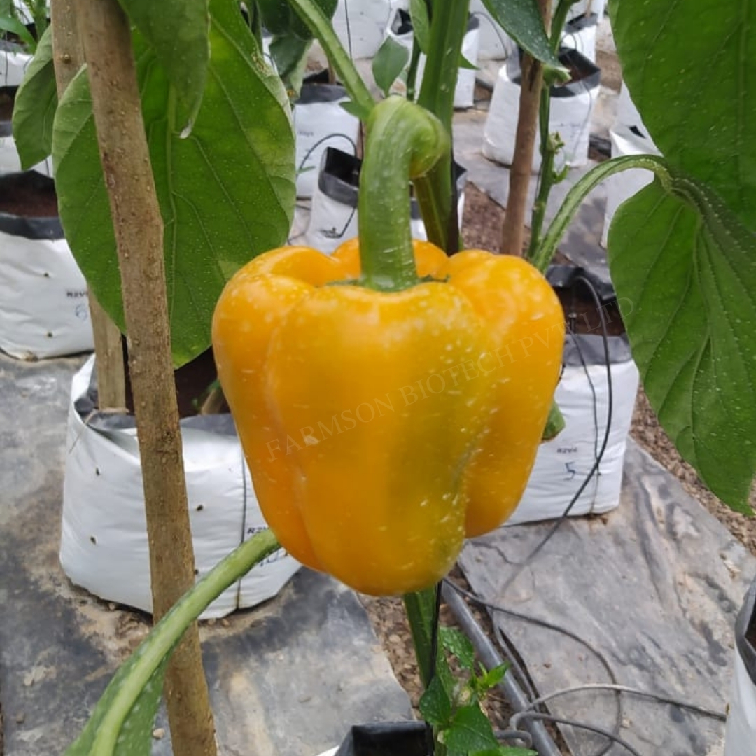 Chilli Seeds -Yellow Bell 2033 F1 Hybrid - Cultivation Type: Common