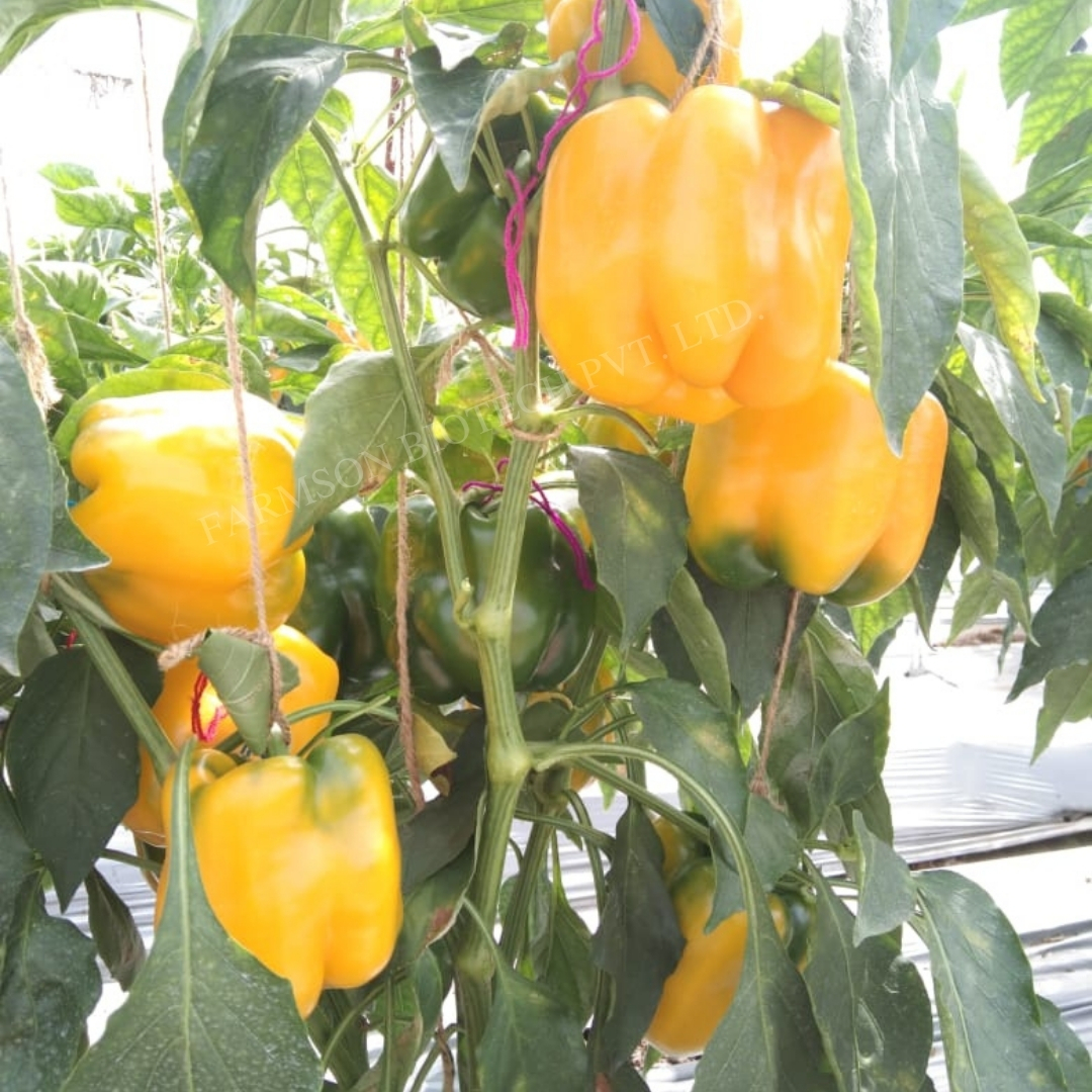 Chilli Seeds -Yellow Bell 2033 F1 Hybrid - Cultivation Type: Common