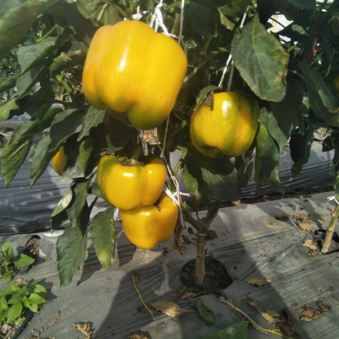 Chilli Seeds -Yellow Bell 2033 F1 Hybrid - Cultivation Type: Common