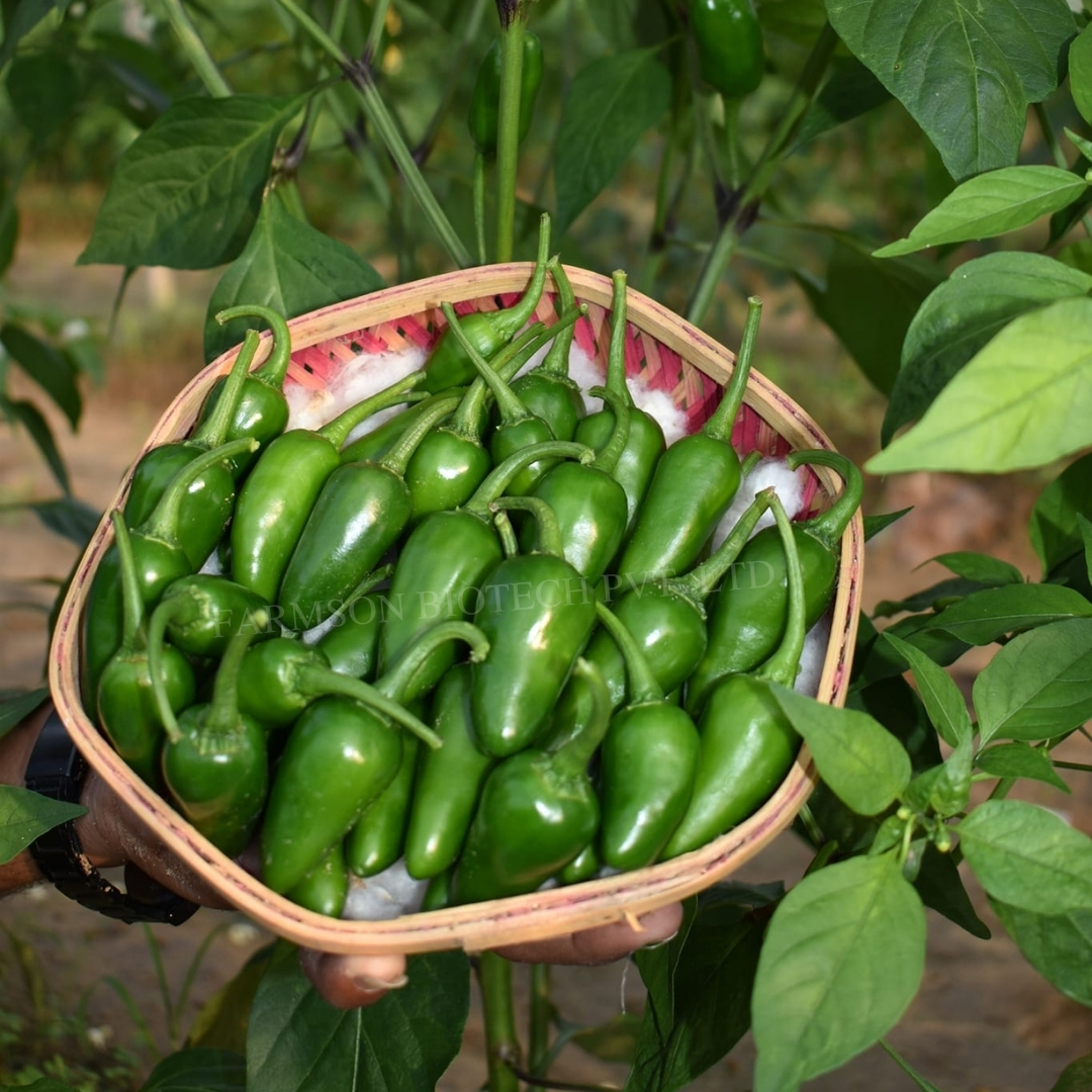 Chilli Seeds - Bullet Type, 5-6 Cm Long, Highly Pungent With 75000-100000 Shu | Common Cultivation, 95%-99% Purity, 9 Months Shelf Life