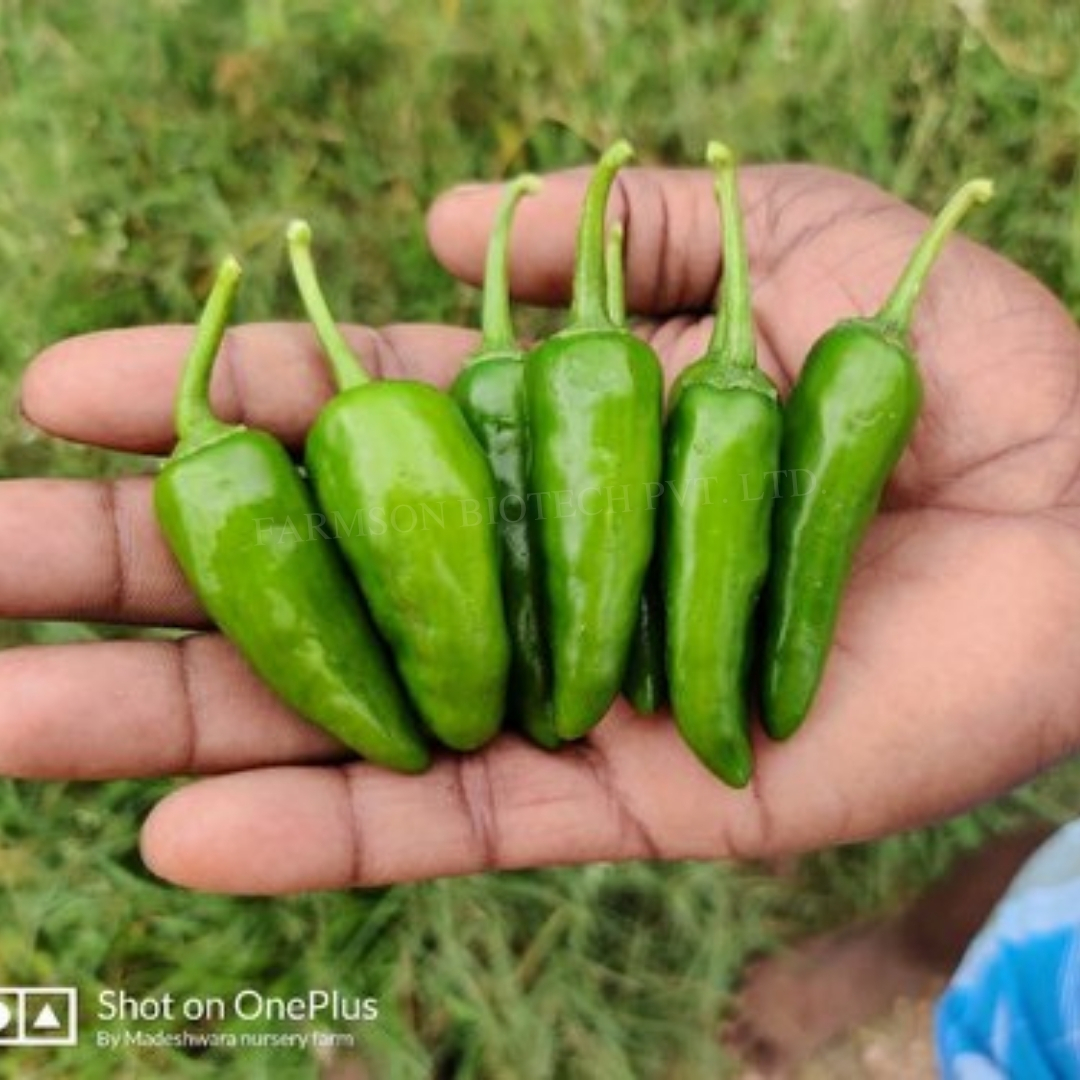 Chilli Seeds - Bullet Type, 5-6 Cm Long, Highly Pungent With 75000-100000 Shu | Common Cultivation, 95%-99% Purity, 9 Months Shelf Life
