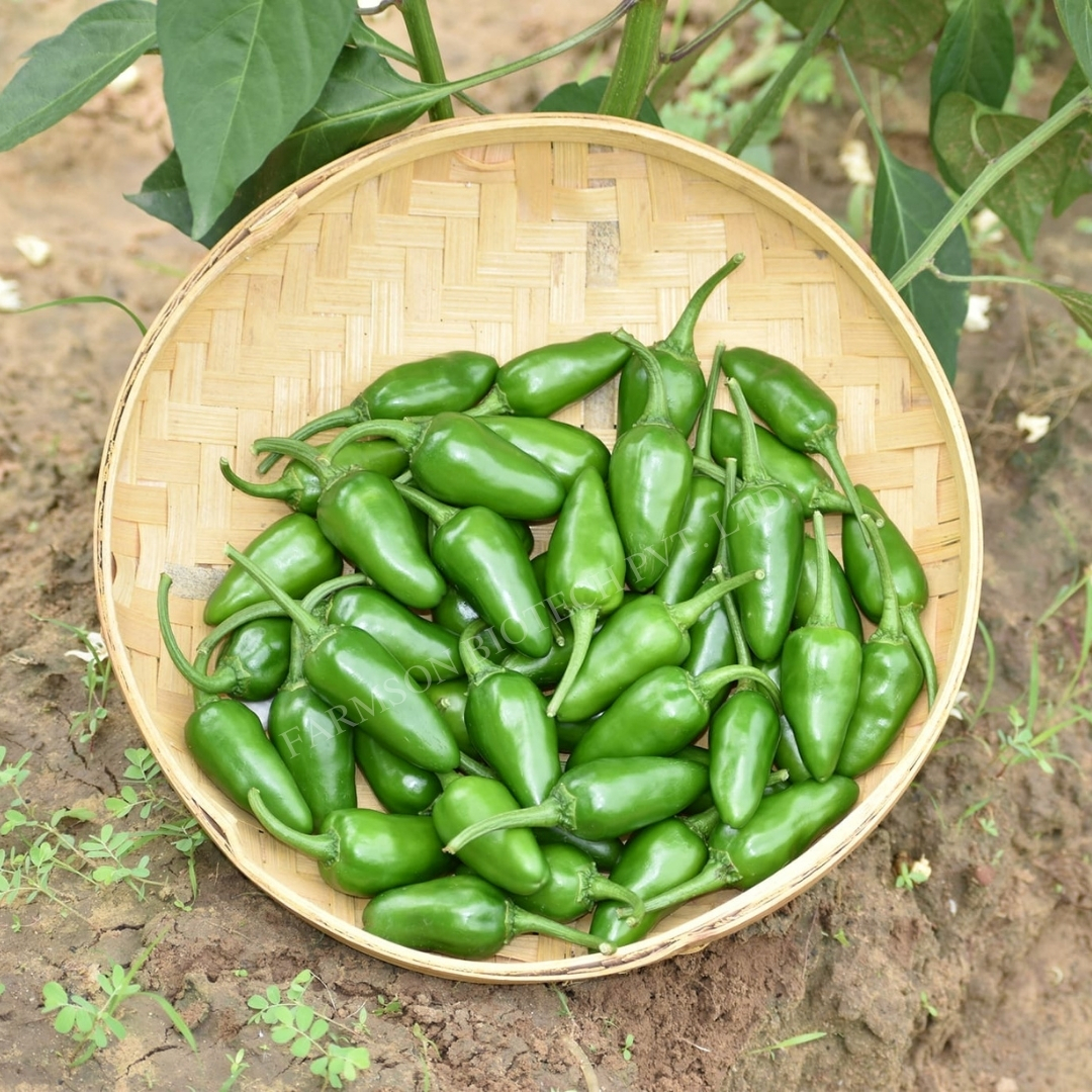 Chilli Seeds - Bullet Type, 5-6 Cm Long, Highly Pungent With 75000-100000 Shu | Common Cultivation, 95%-99% Purity, 9 Months Shelf Life