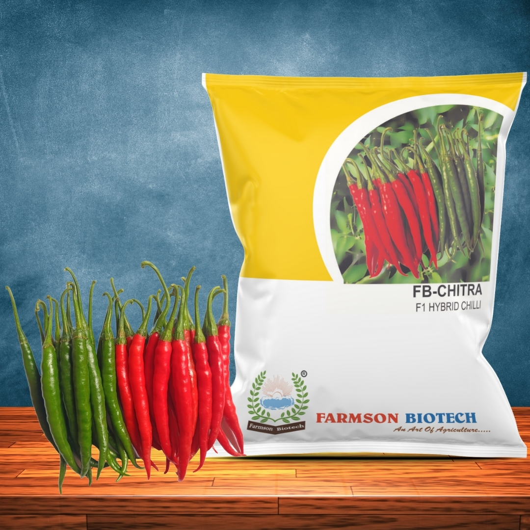 Chilli Seeds Fb-chitra F1 Hybrid - 9-11 Cm Fruit Length, Dark Green To Deep Red Color | Intermediate Disease Resistance, High Pungent Fruits