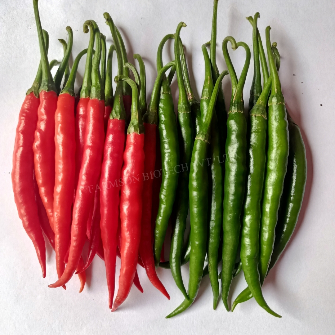 Chilli Seeds Fb-chitra F1 Hybrid - 9-11 Cm Fruit Length, Dark Green To Deep Red Color | Intermediate Disease Resistance, High Pungent Fruits