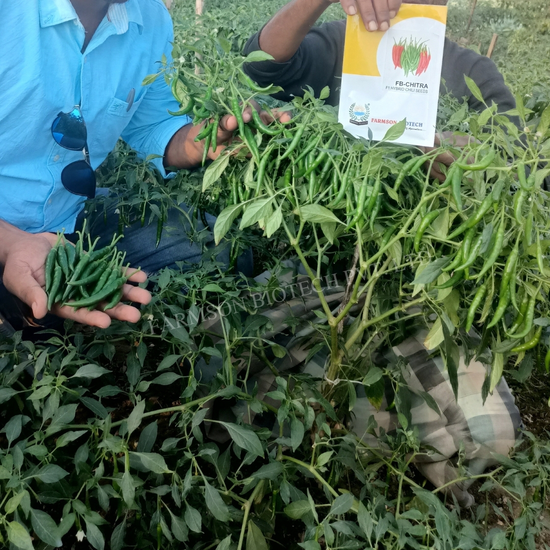 Chilli Seeds Fb-chitra F1 Hybrid - 9-11 Cm Fruit Length, Dark Green To Deep Red Color | Intermediate Disease Resistance, High Pungent Fruits