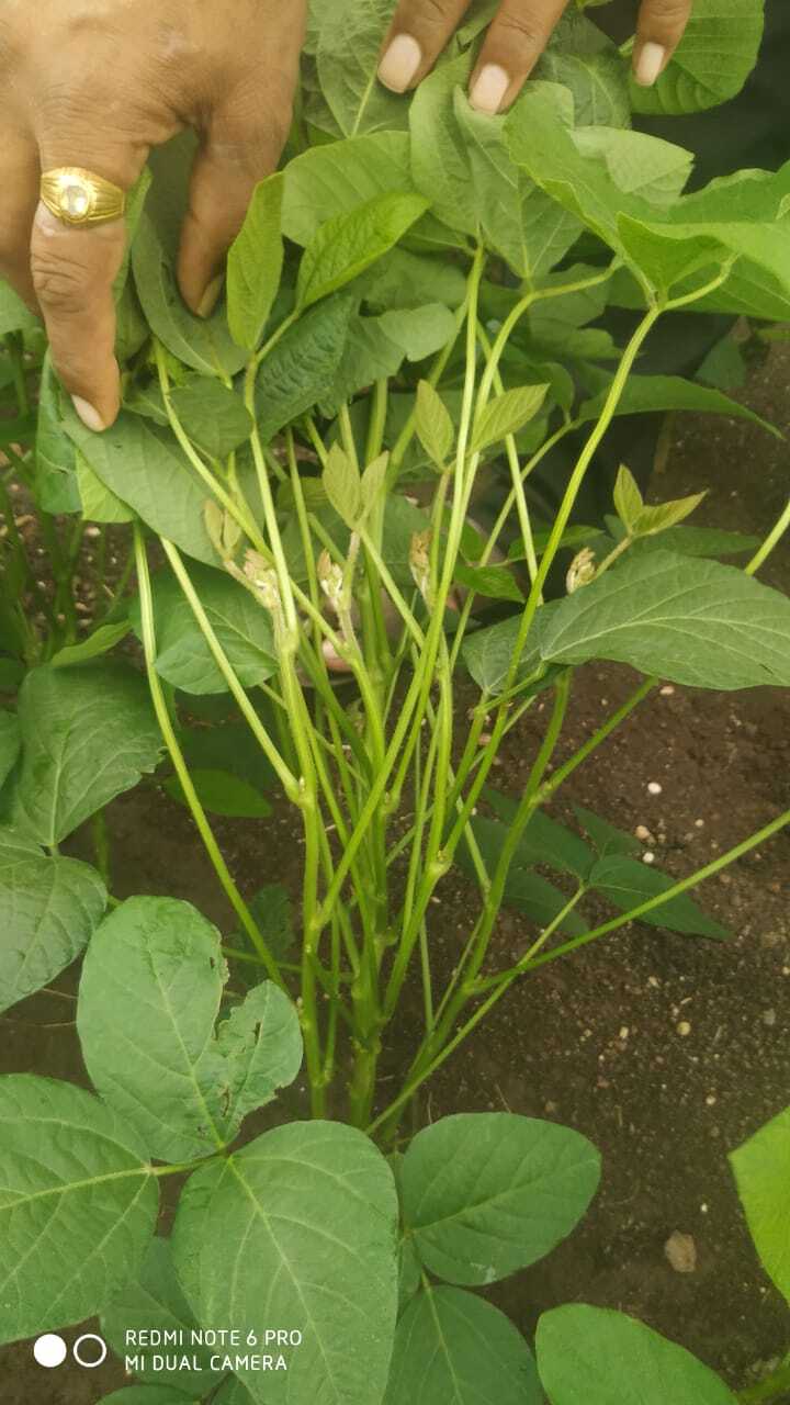 Phule Kimaya Kds 753 Premium Seeds - 100-105 Days Maturity, 15-18 Quintal/acre Yield, Creamy White Color, 98% Purity, Resistant To Rust Diseases