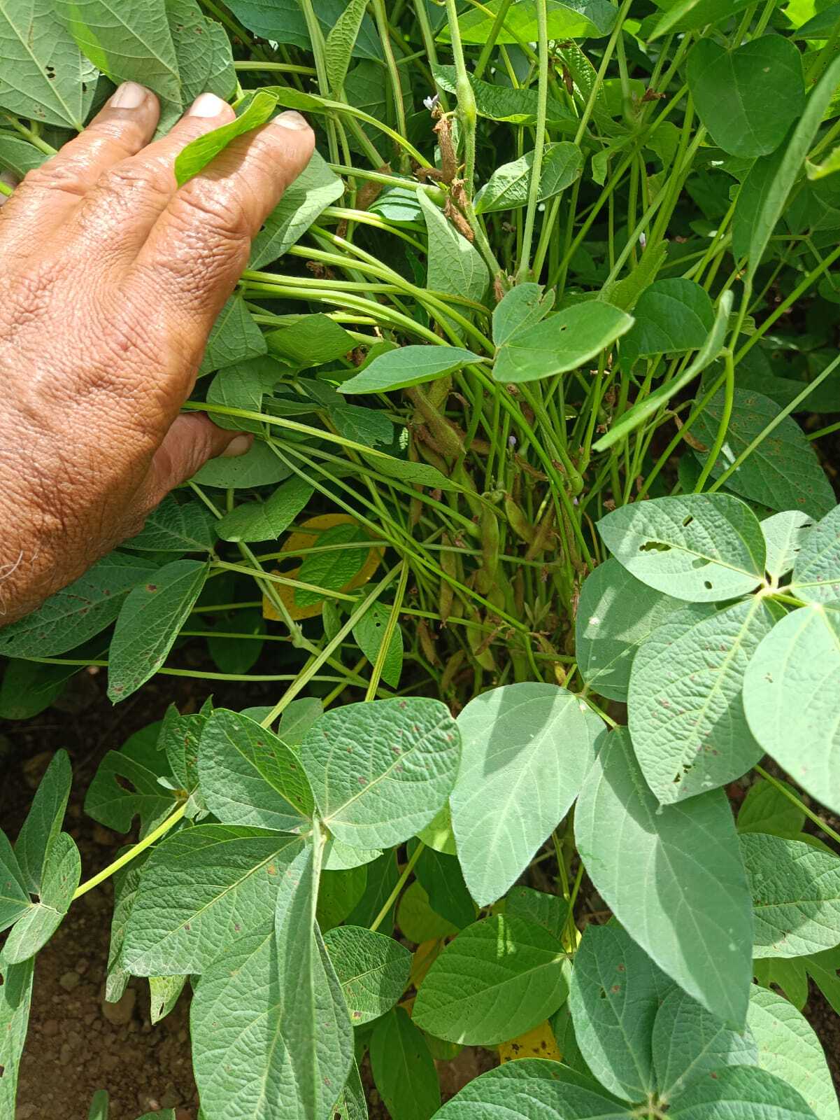 Phule Kimaya Kds 753 Premium Seeds - 100-105 Days Maturity, 15-18 Quintal/acre Yield, Creamy White Color, 98% Purity, Resistant To Rust Diseases