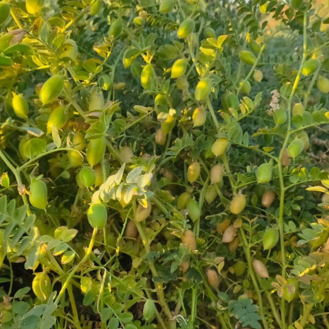 Phule Vikram Chickpea Premium Seed