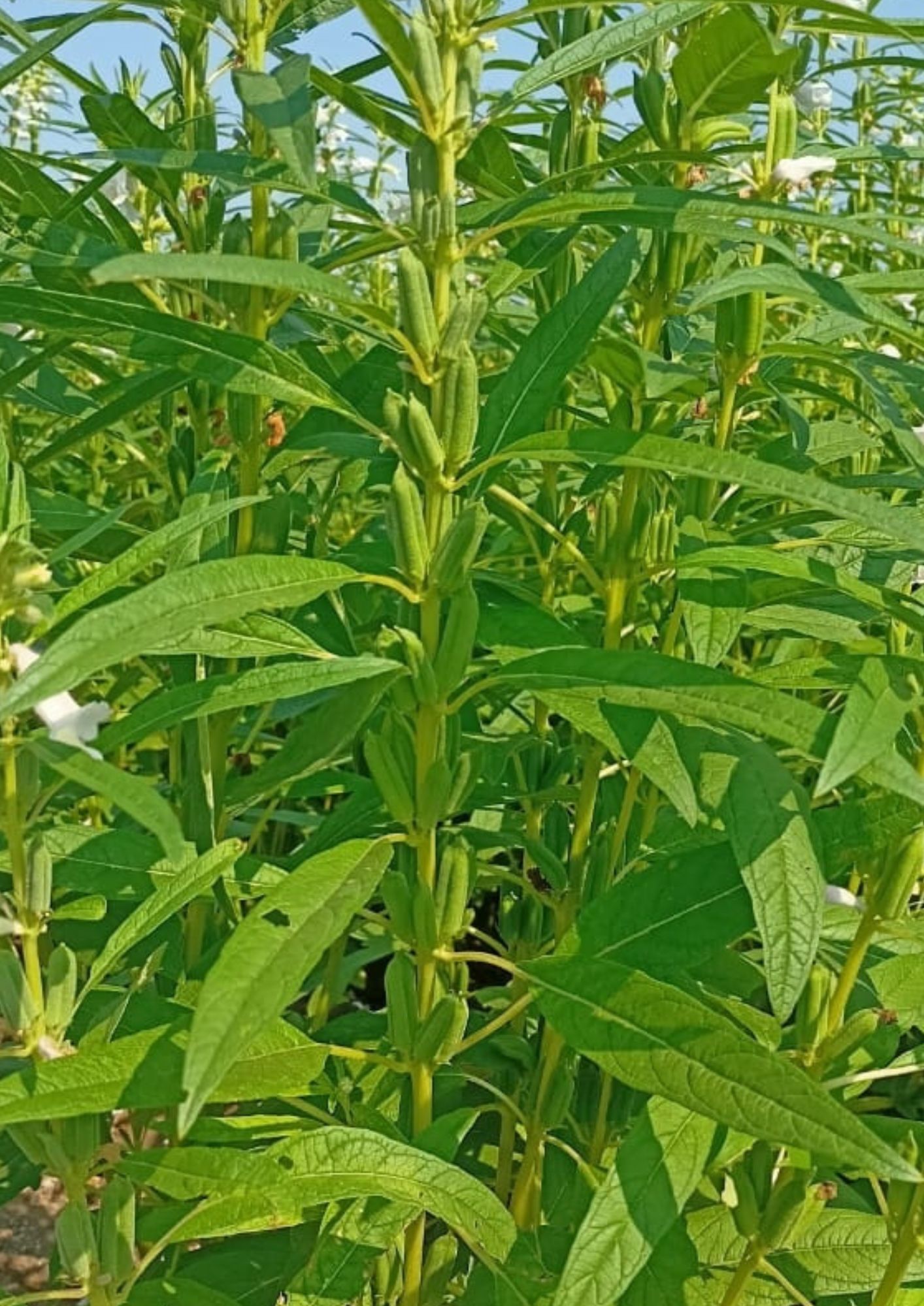 Fule Bulbul Sesame Seeds - White Bold Seeds, 85-90 Days Maturity, 5-9 Quintal/acre Yield | 99% Purity, 2-3 Kg/acre Seed Rate, Summer Crop
