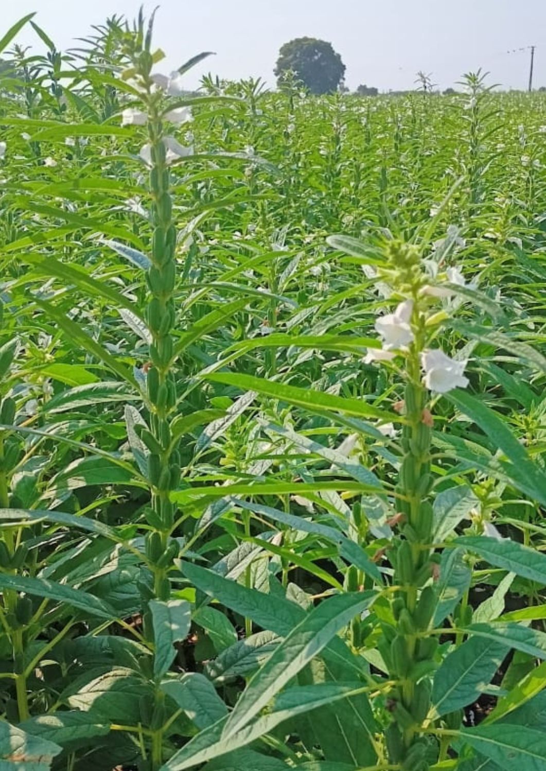 Fule Bulbul Sesame Seeds - White Bold Seeds, 85-90 Days Maturity, 5-9 Quintal/acre Yield | 99% Purity, 2-3 Kg/acre Seed Rate, Summer Crop