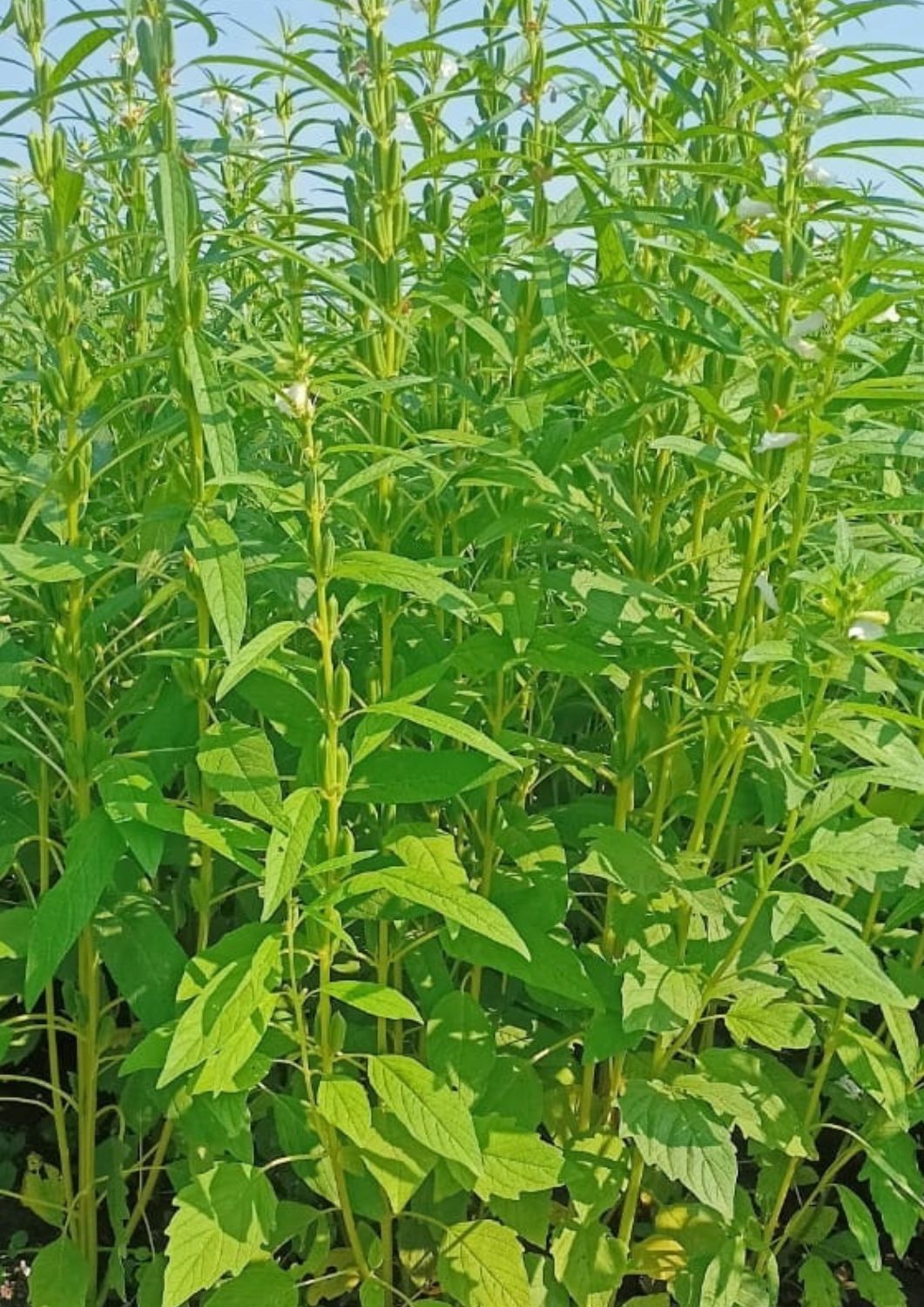 Fule Bulbul Sesame Seeds - White Bold Seeds, 85-90 Days Maturity, 5-9 Quintal/acre Yield | 99% Purity, 2-3 Kg/acre Seed Rate, Summer Crop