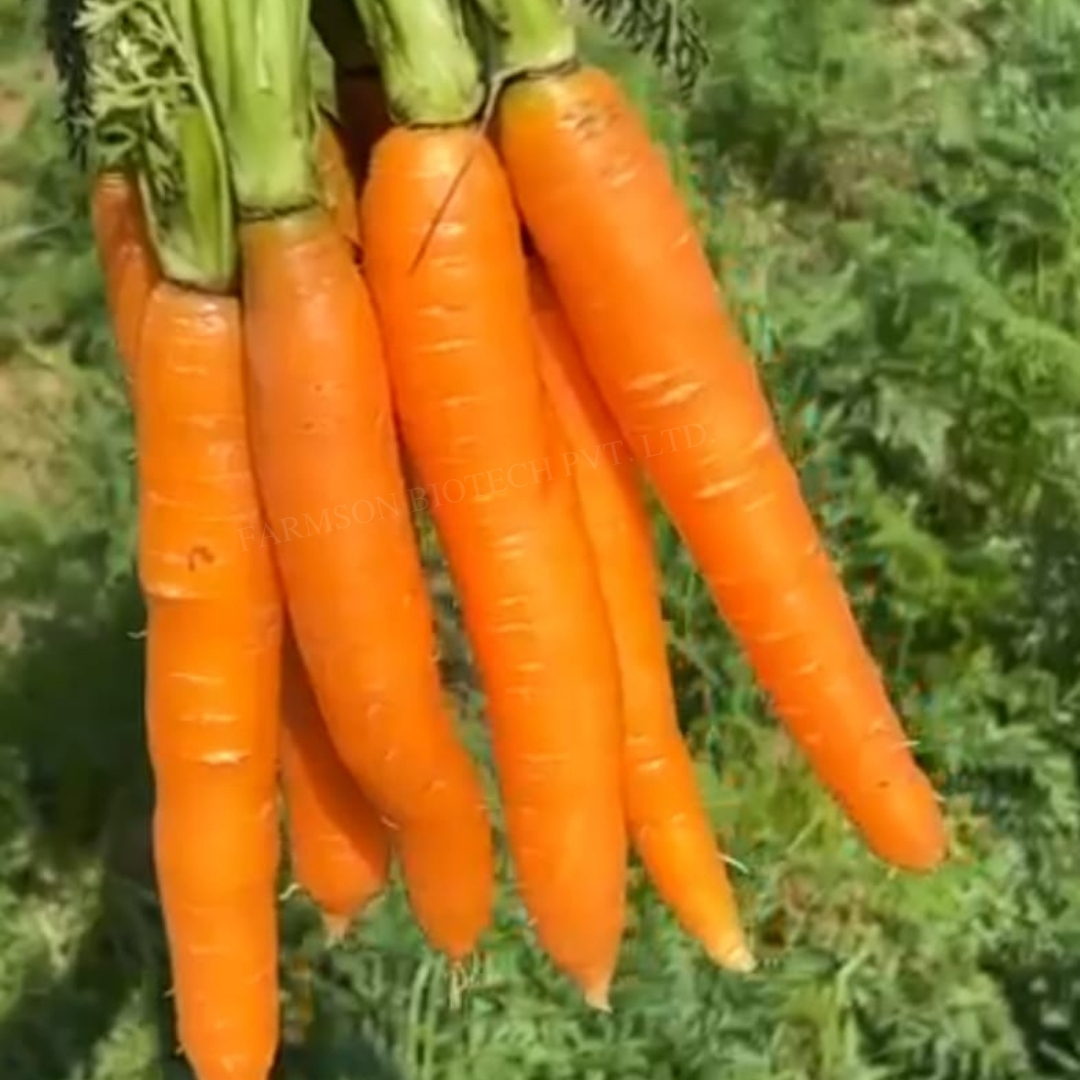 Carrot Seeds - Average Length 7 To 8 Inches, Deep Orange Color, Cylindrical Shape, Less Core, Crispy Texture, Non-hairy, Suitable For Distant Transportation