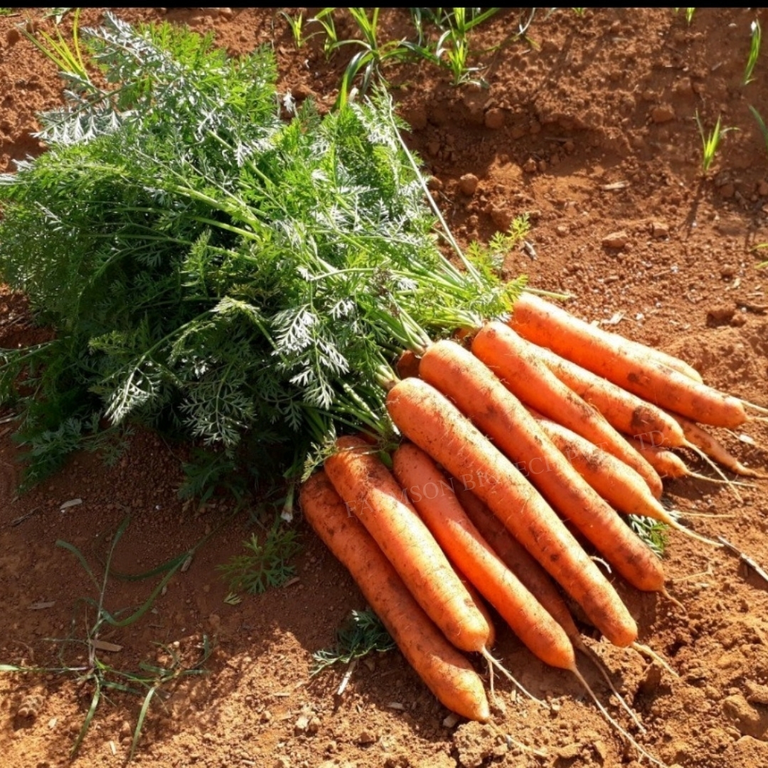 Carrot Seeds - Average Length 7 To 8 Inches, Deep Orange Color, Cylindrical Shape, Less Core, Crispy Texture, Non-hairy, Suitable For Distant Transportation