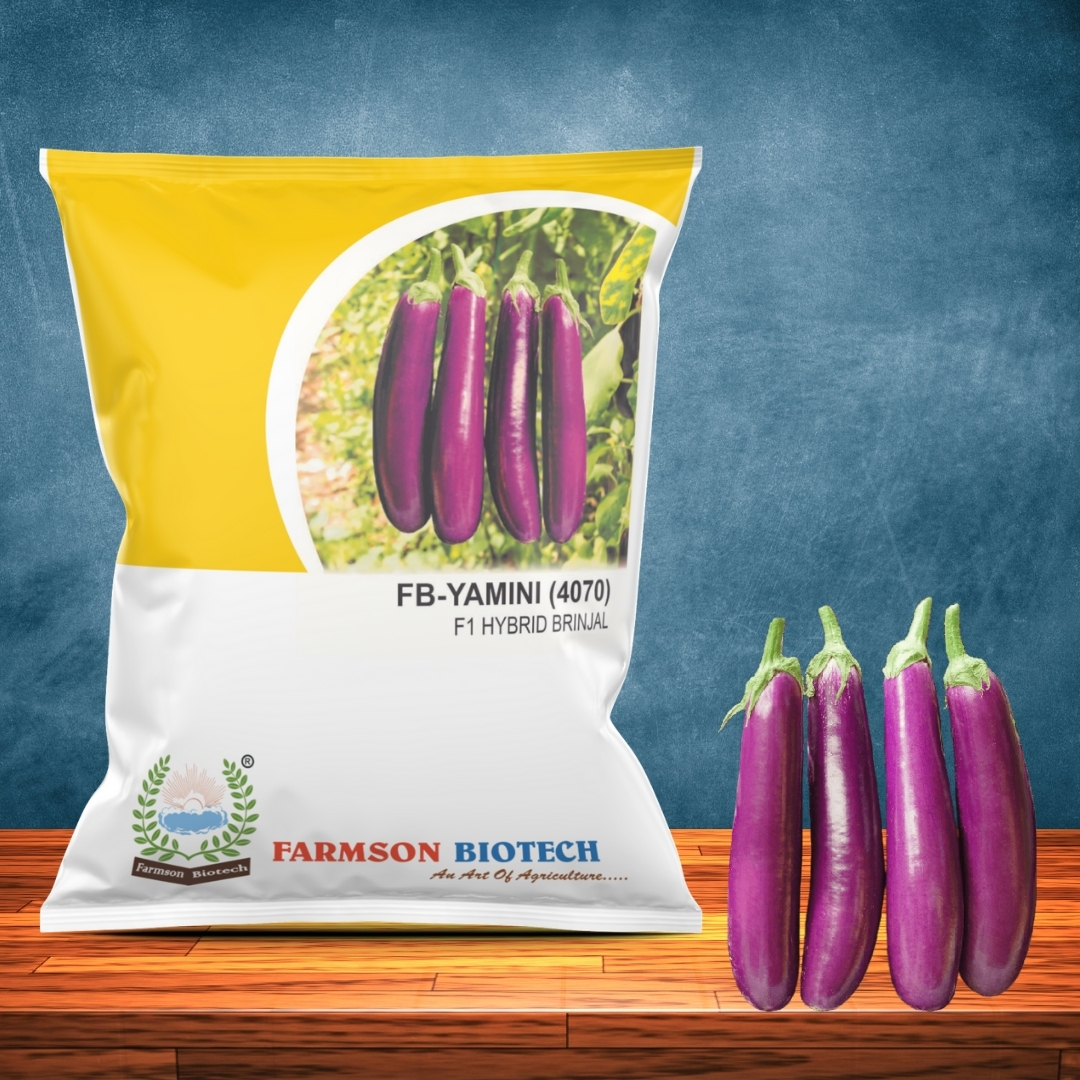 Brinjal Seeds -Yamini 4070 F1 Hybrid - Cultivation Type: Common