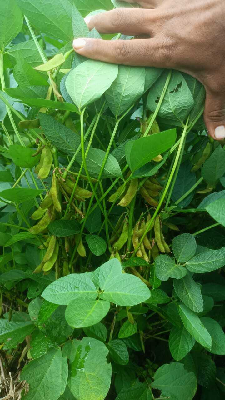 Phule Kimaya Kds 753 Premium Seeds - 100-105 Days Maturity, 15-18 Quintal/acre Yield, Creamy White Color, 98% Purity, Resistant To Rust Diseases