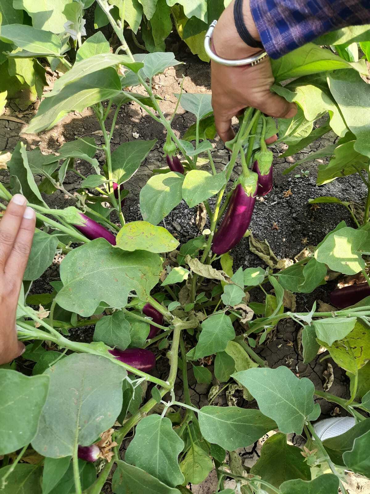 Brinjal Seeds -Yamini 4070 F1 Hybrid - Cultivation Type: Common