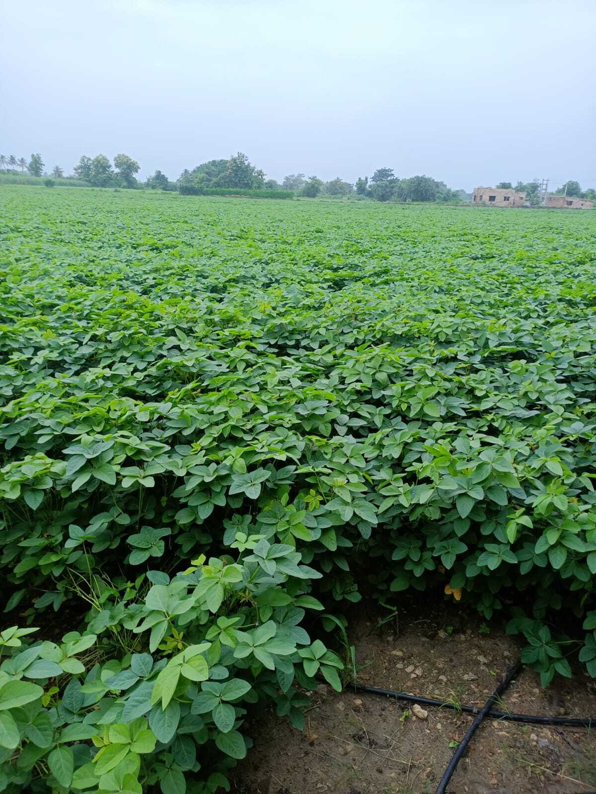 Phule Kimaya Kds 753 Premium Seeds - 100-105 Days Maturity, 15-18 Quintal/acre Yield, Creamy White Color, 98% Purity, Resistant To Rust Diseases