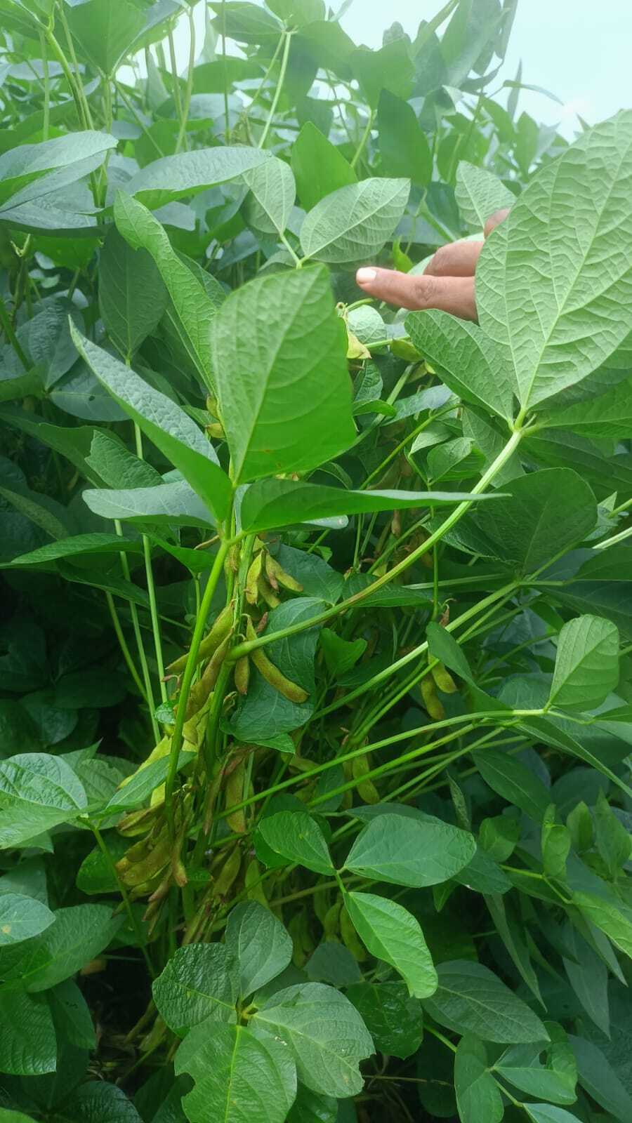 Phule Kimaya Kds 753 Premium Seeds - 100-105 Days Maturity, 15-18 Quintal/acre Yield, Creamy White Color, 98% Purity, Resistant To Rust Diseases
