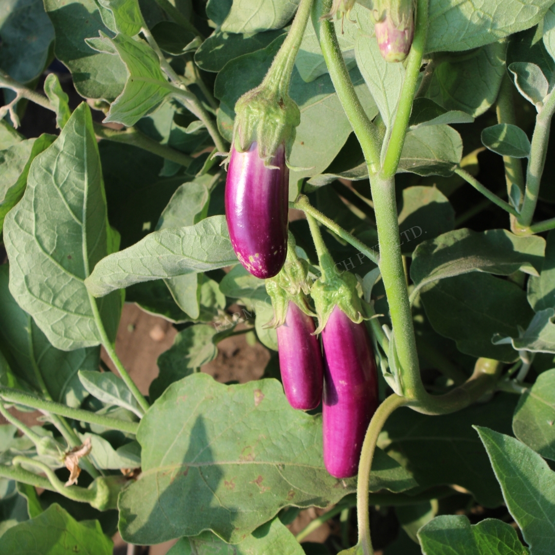 Brinjal Seeds -Yamini 4070 F1 Hybrid - Cultivation Type: Common
