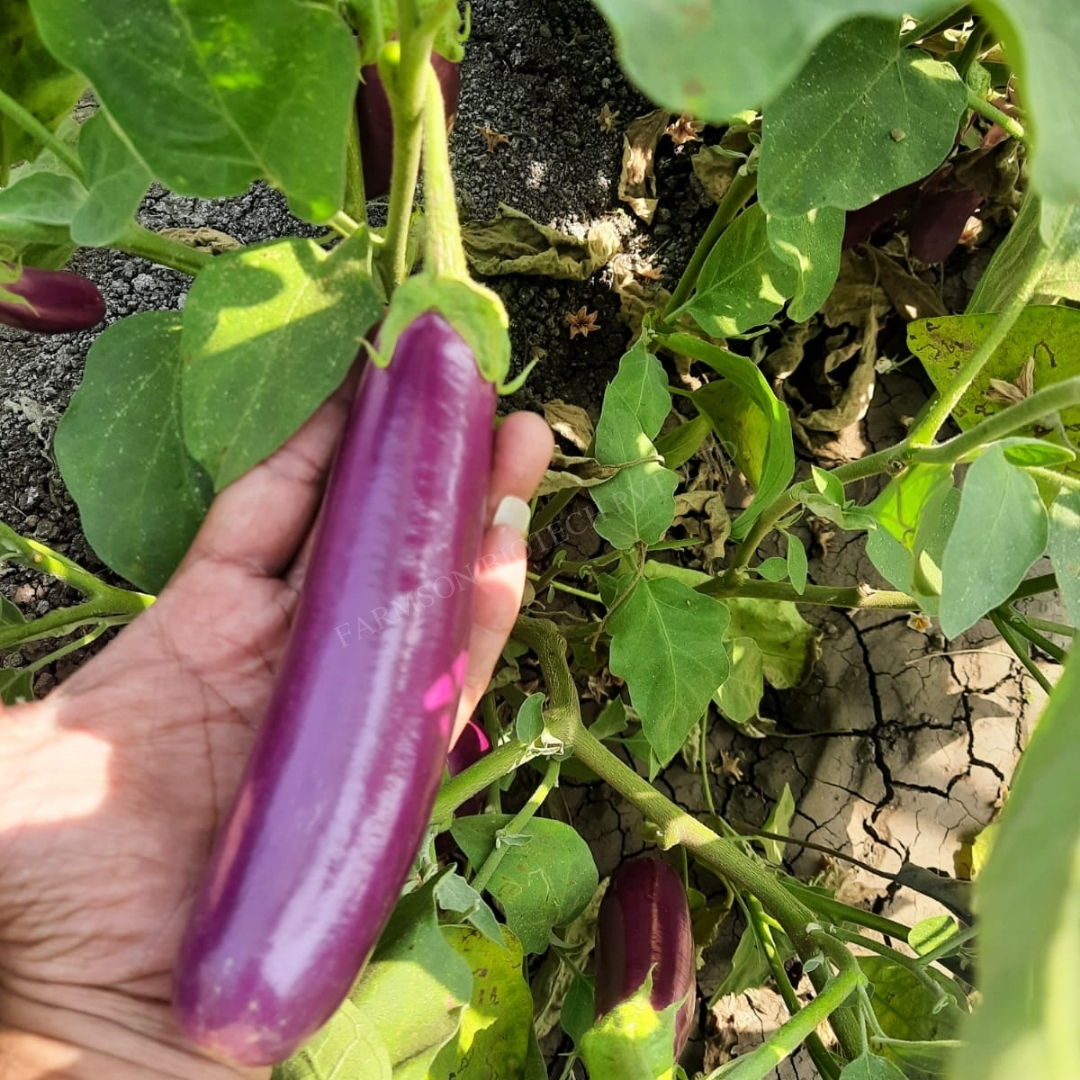 Brinjal Seeds -Yamini 4070 F1 Hybrid - Cultivation Type: Common